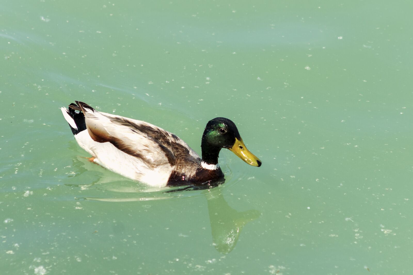 Canon EF75-300mm f/4-5.6 sample photo. Wild ducks, teal, duck photography
