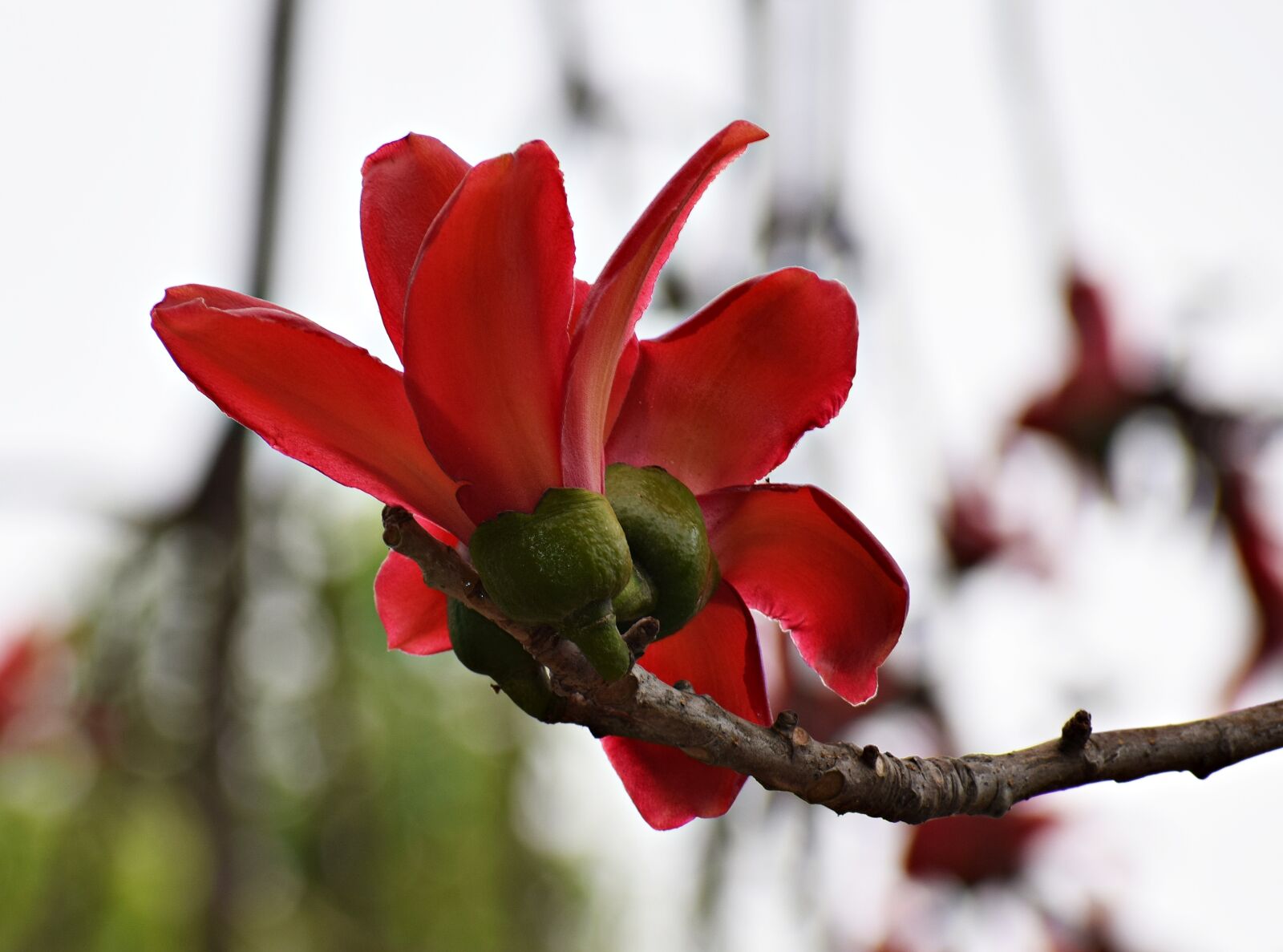 Nikon D3300 sample photo. Flower, red, bloom photography