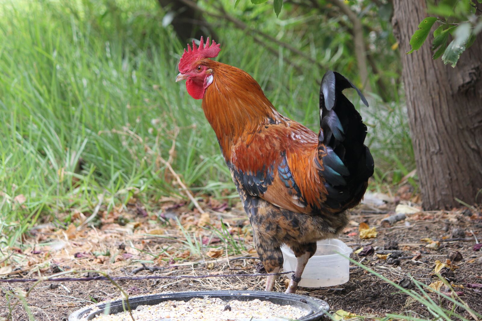 Canon EOS 550D (EOS Rebel T2i / EOS Kiss X4) sample photo. Rooster, farm, red photography