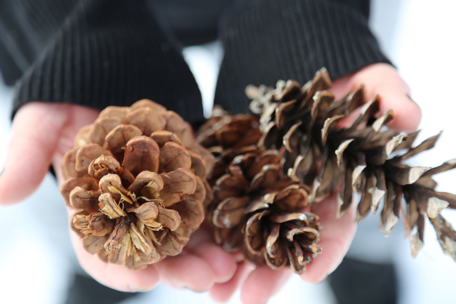 Canon EF 24-105mm F4L IS USM sample photo. Winter, snow, pine photography