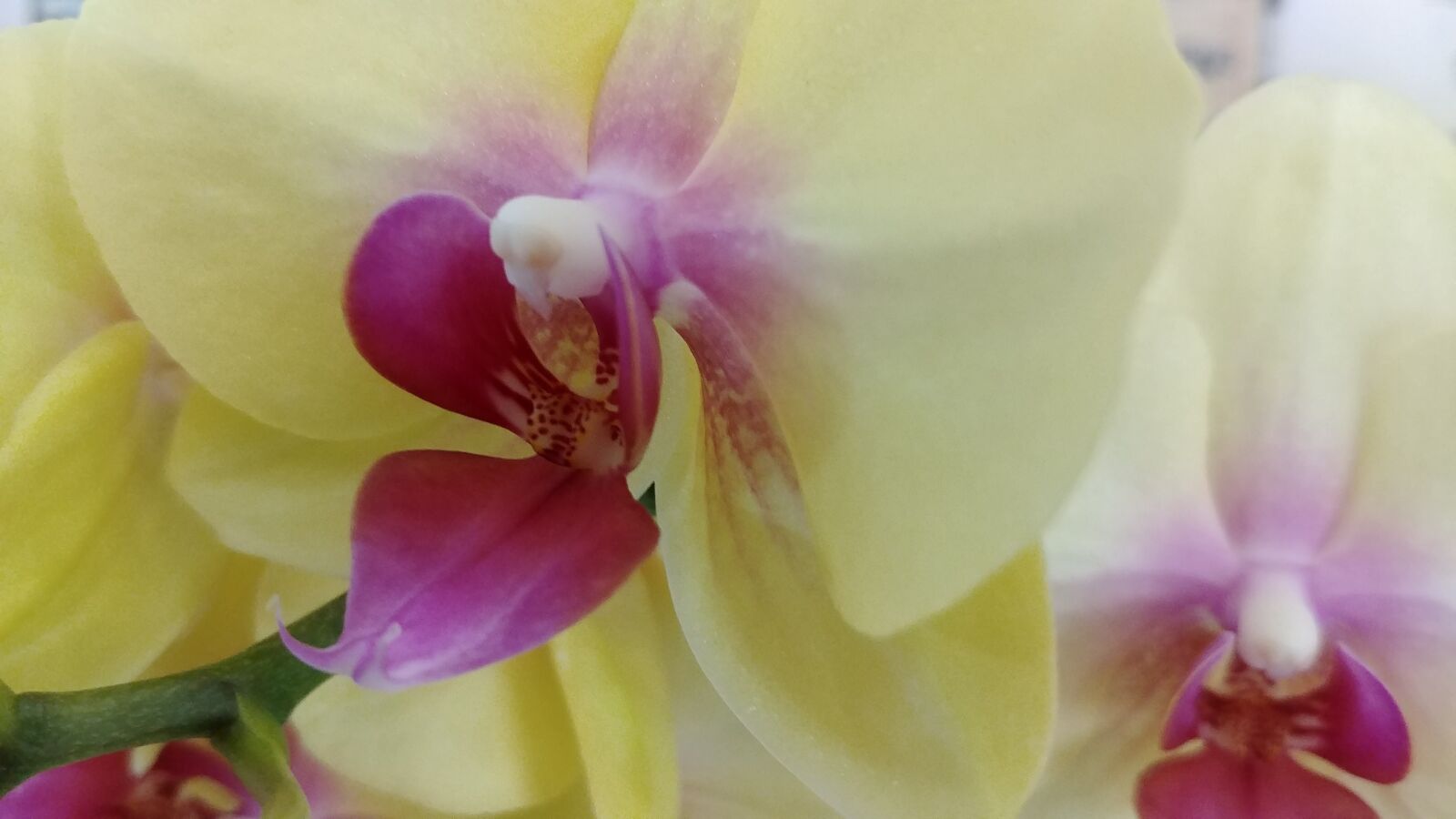 LG G6 sample photo. Flowers, yellow flower, spring photography