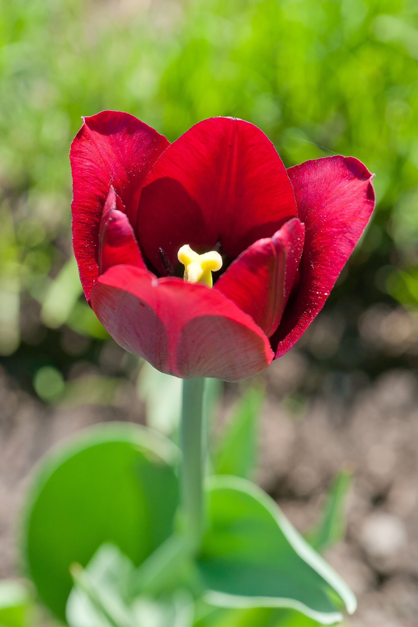 Sony Alpha DSLR-A700 sample photo. Nature, flower, tulip photography