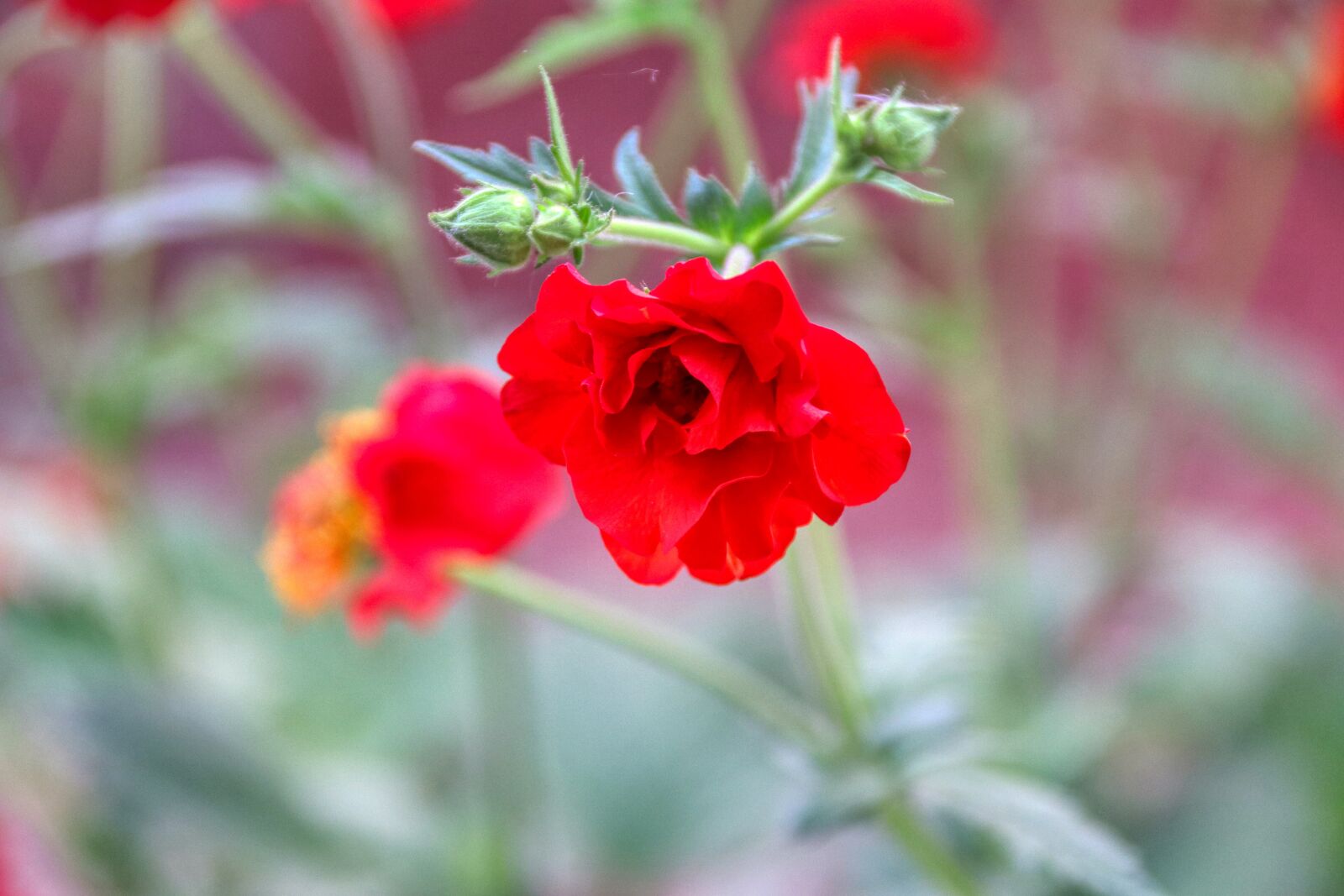 Canon EOS 80D sample photo. Flower, red, poppy photography