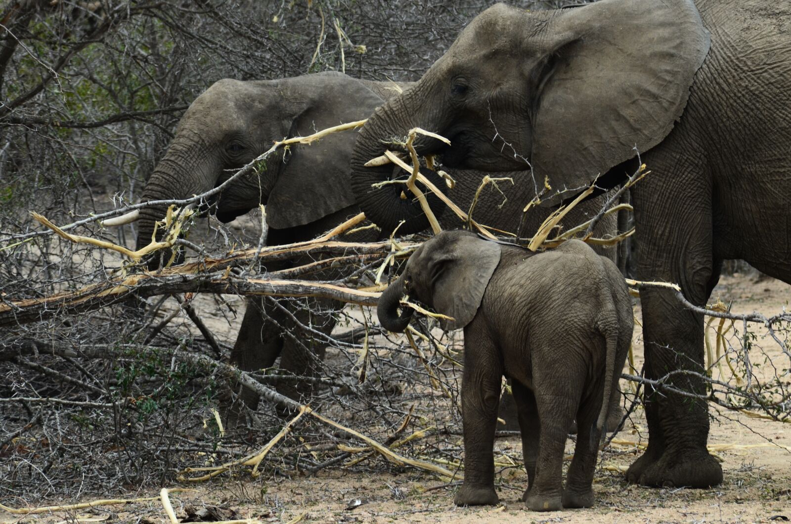 Nikon D5100 sample photo. Elephant, baby elephant, african photography