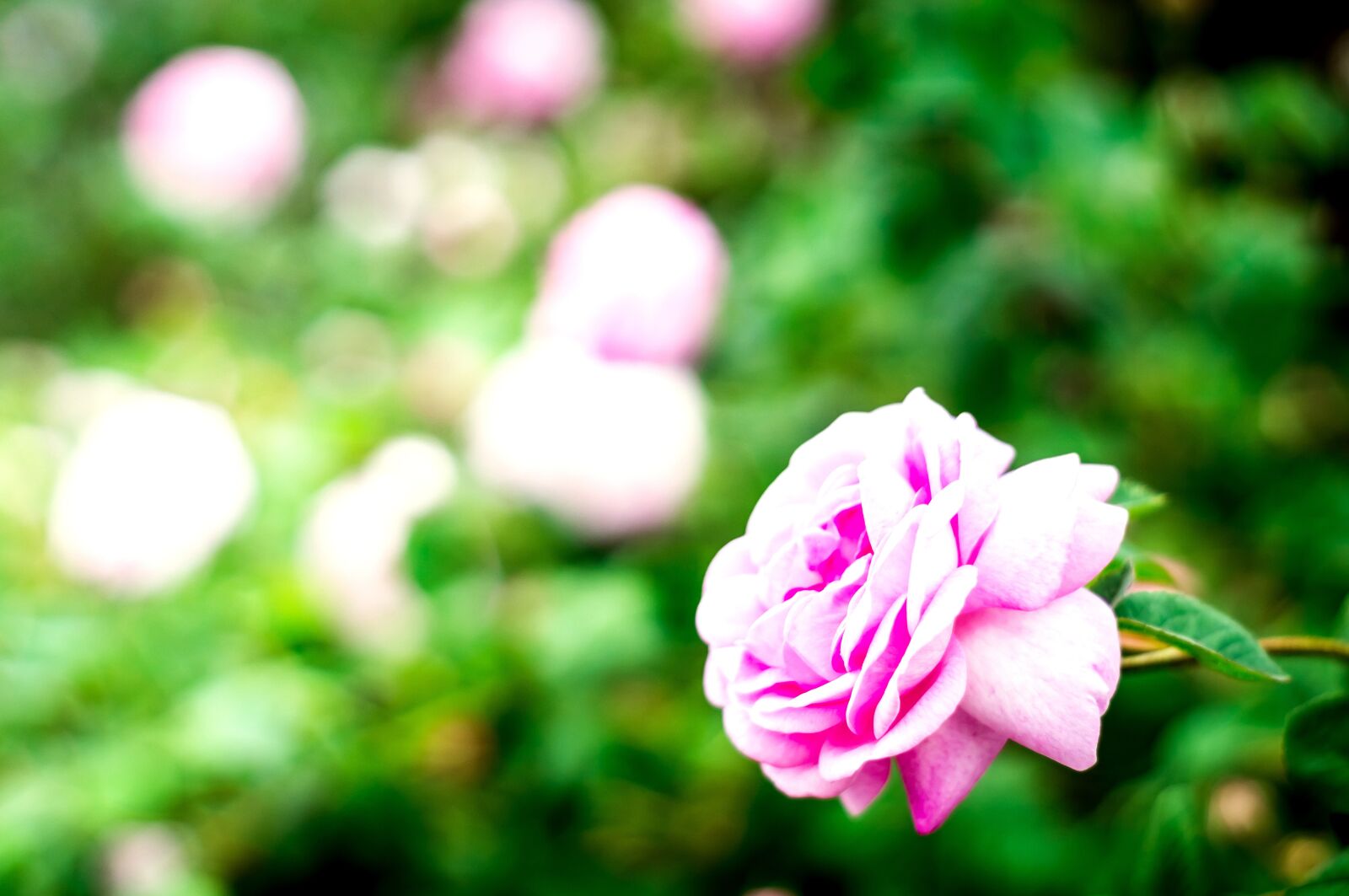 Sony SLT-A37 + Minolta AF 50mm F1.7 sample photo. Flower, rose, nature photography