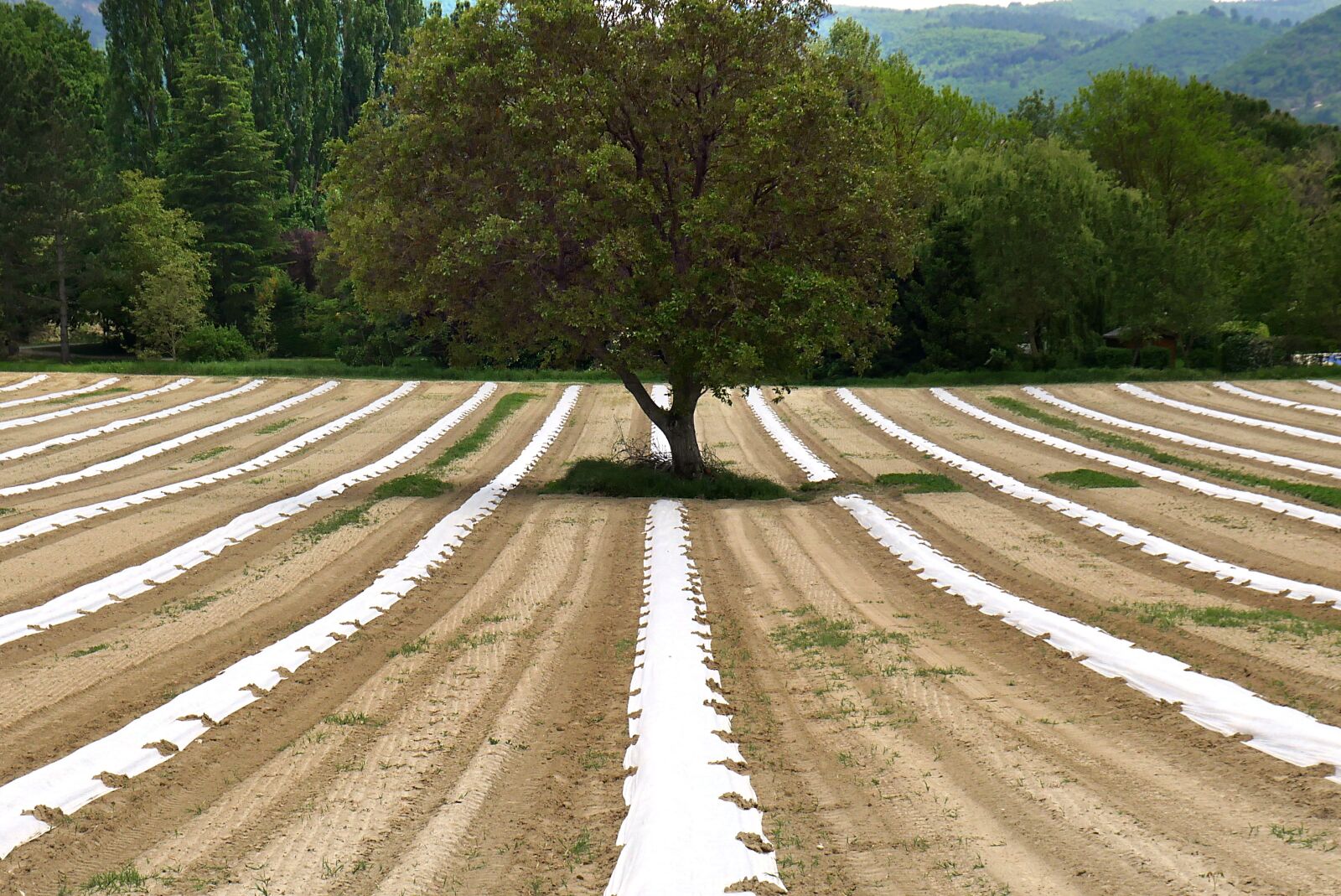 Panasonic Lumix DMC-GX8 sample photo. Agriculture, agroecology, asparagus photography