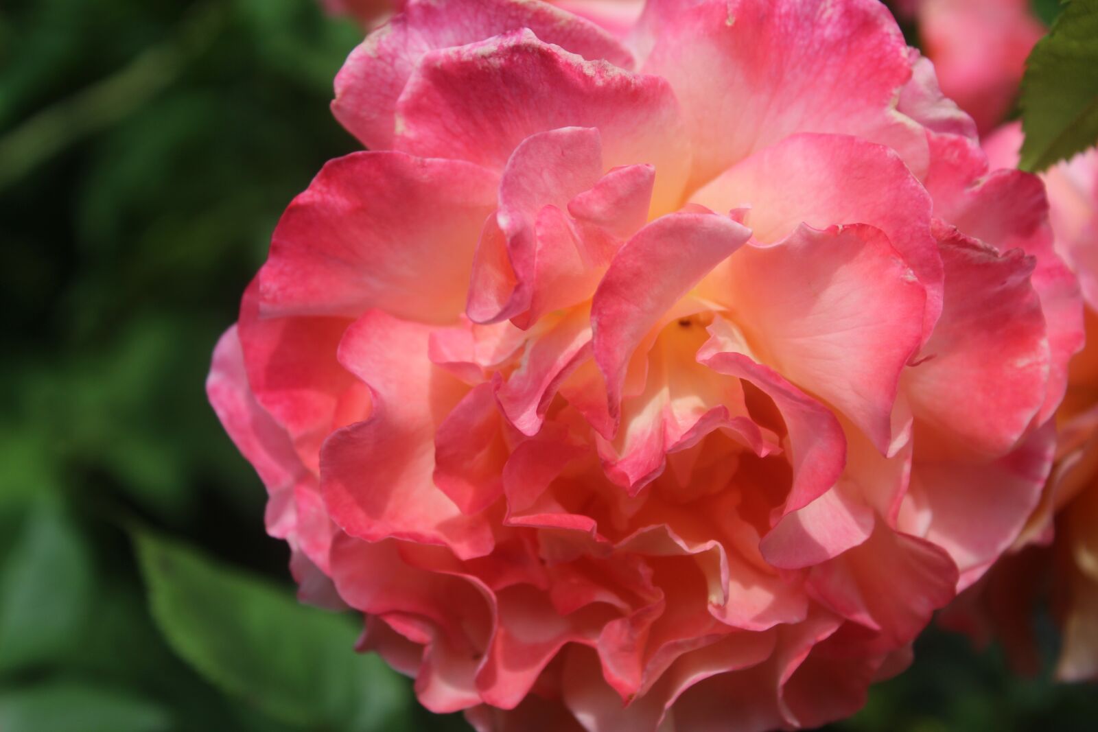 Canon EOS 1300D (EOS Rebel T6 / EOS Kiss X80) sample photo. Rose, pink rose, thank photography