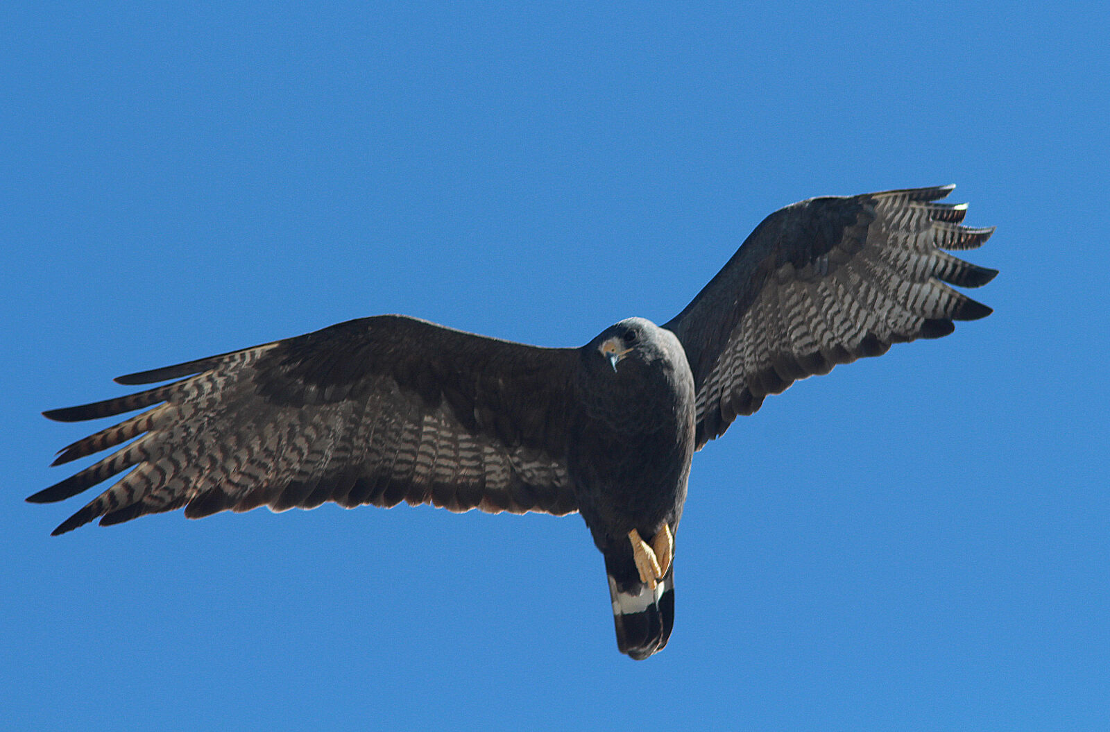 Canon EF 300mm F4L IS USM sample photo