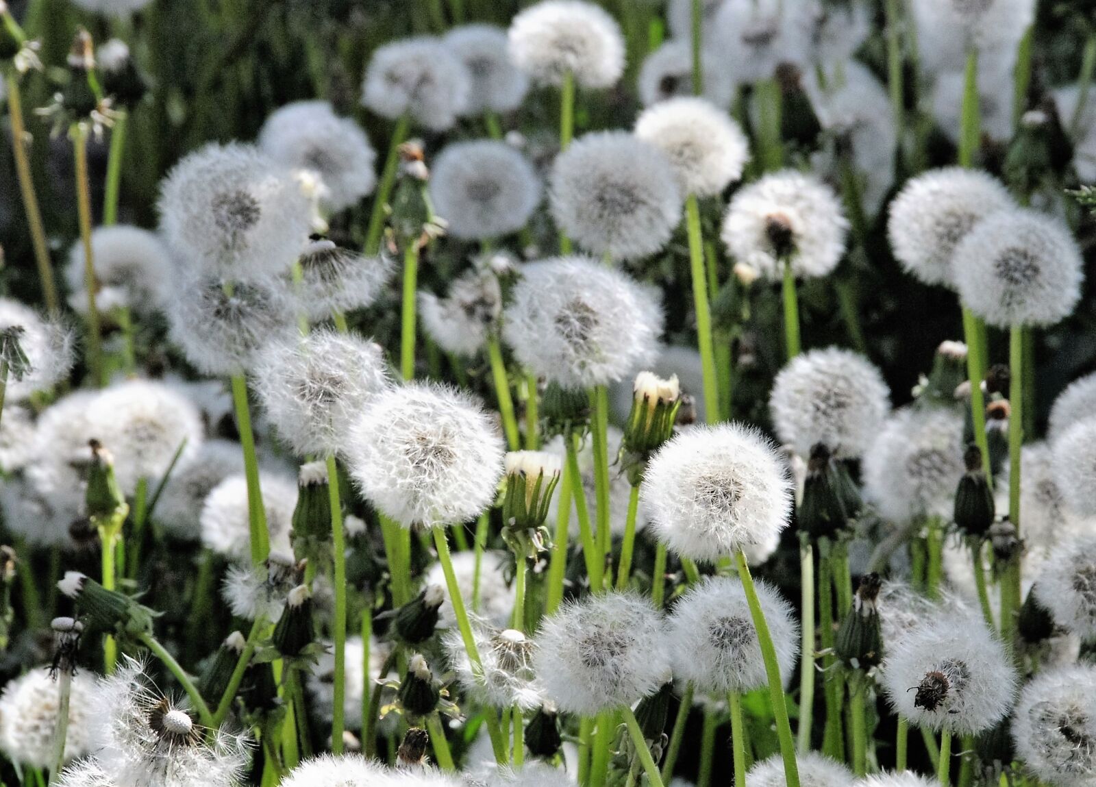 Nikon D300 sample photo. Dandelions, field, spring photography