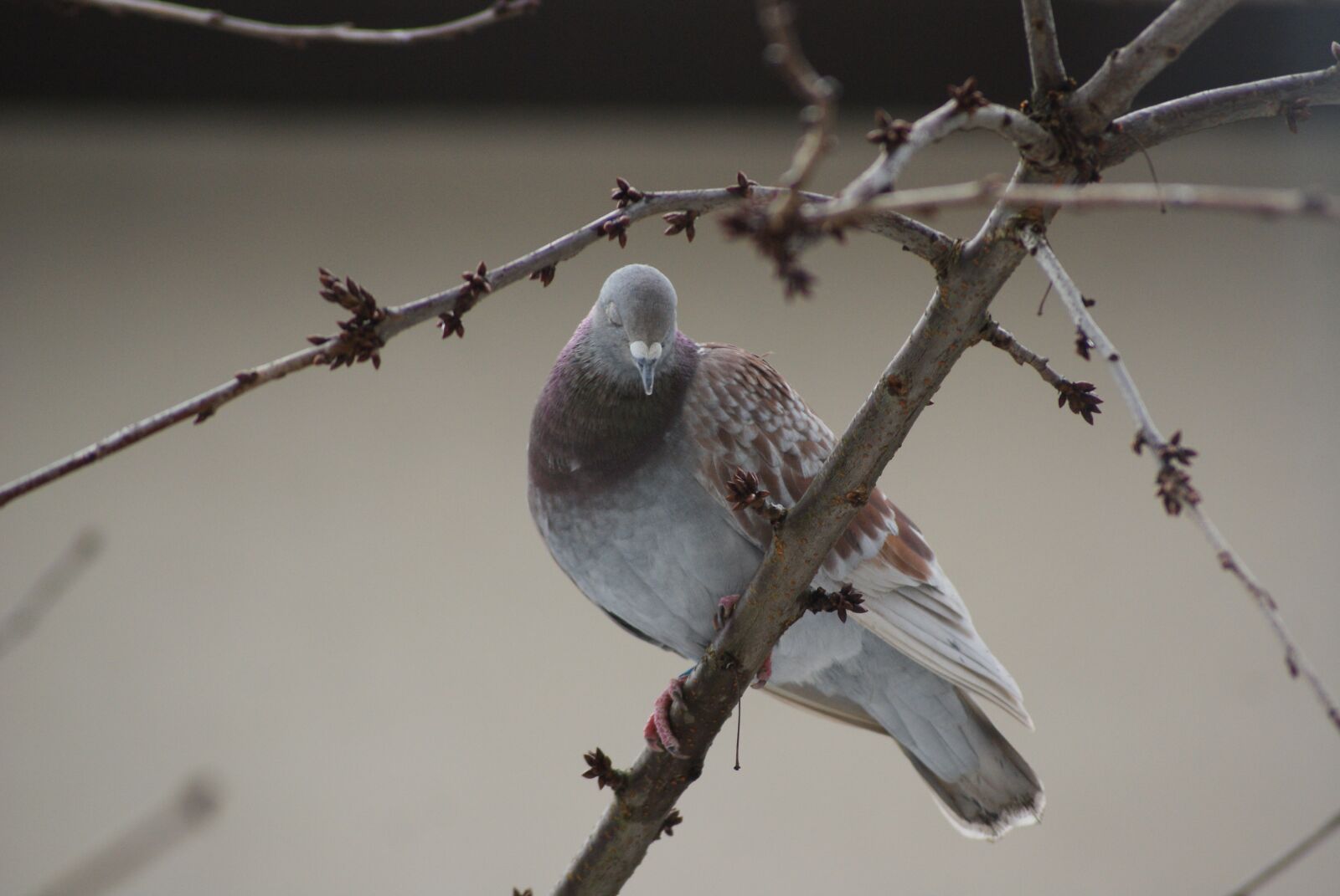 Sony Alpha DSLR-A300 sample photo. Dove, home, dashing photography