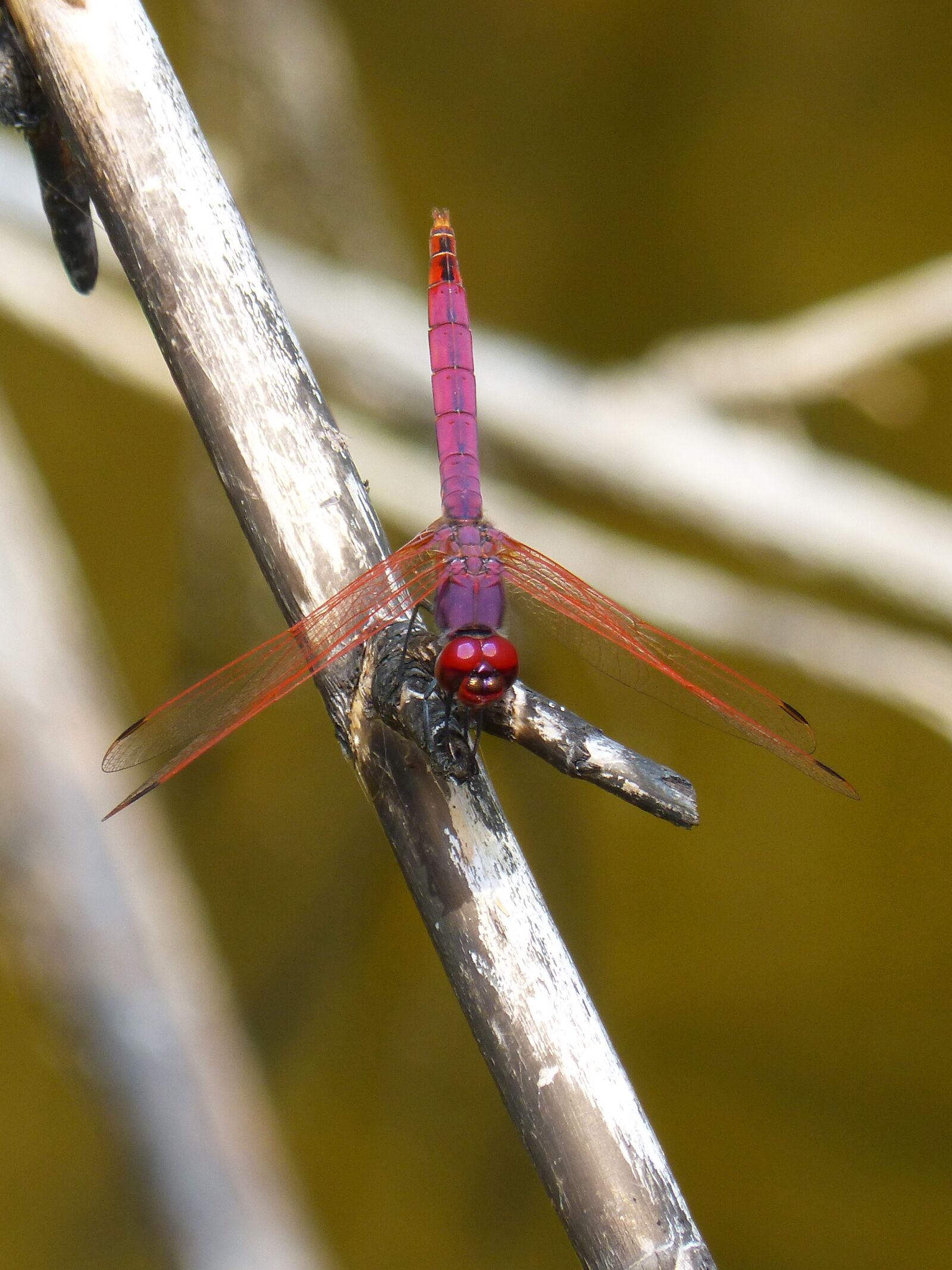 Panasonic DMC-FZ62 sample photo. Dragonfly, cañas, raft photography