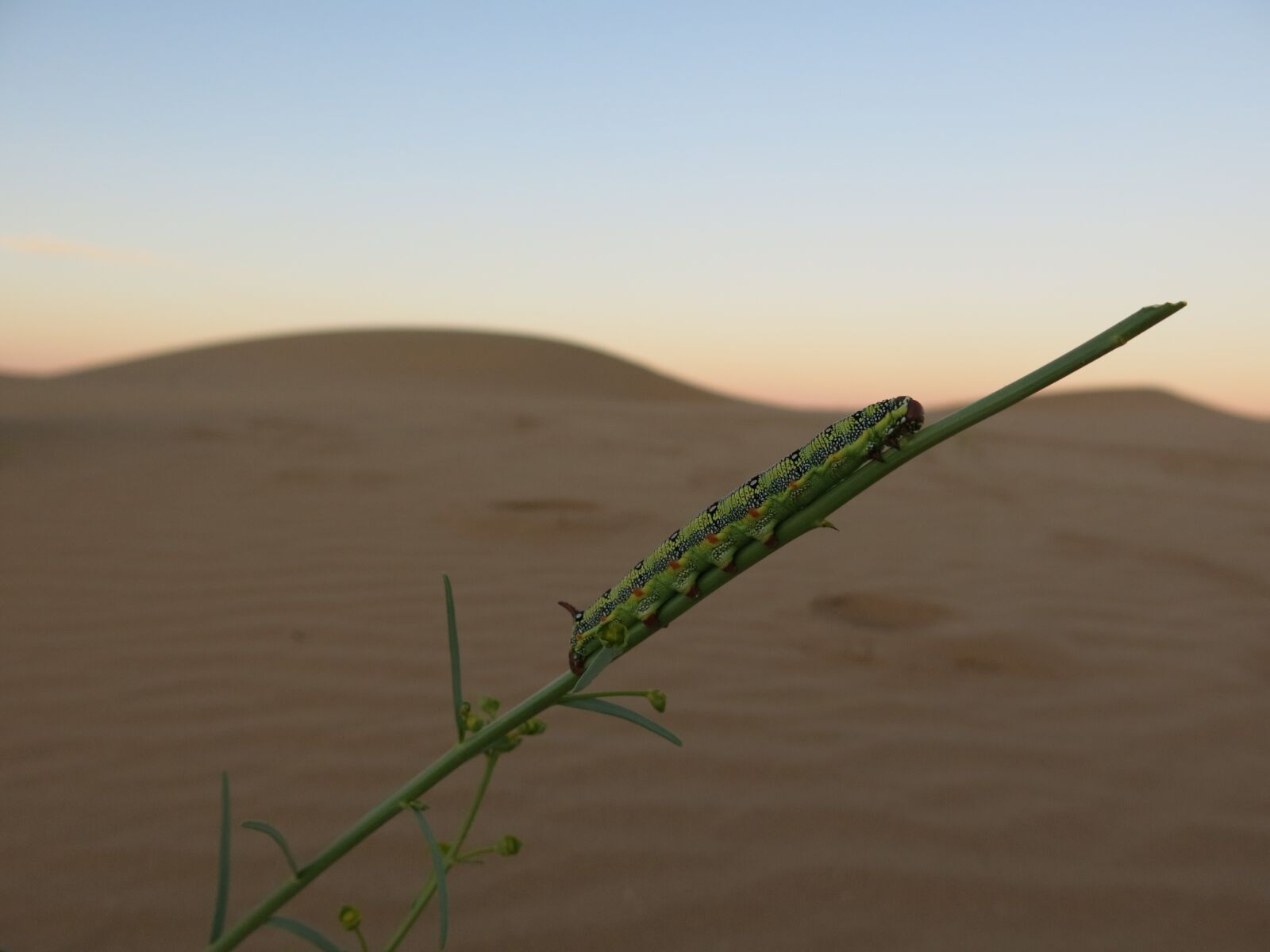 Canon PowerShot G15 sample photo. Antenna, shark fin, desert photography