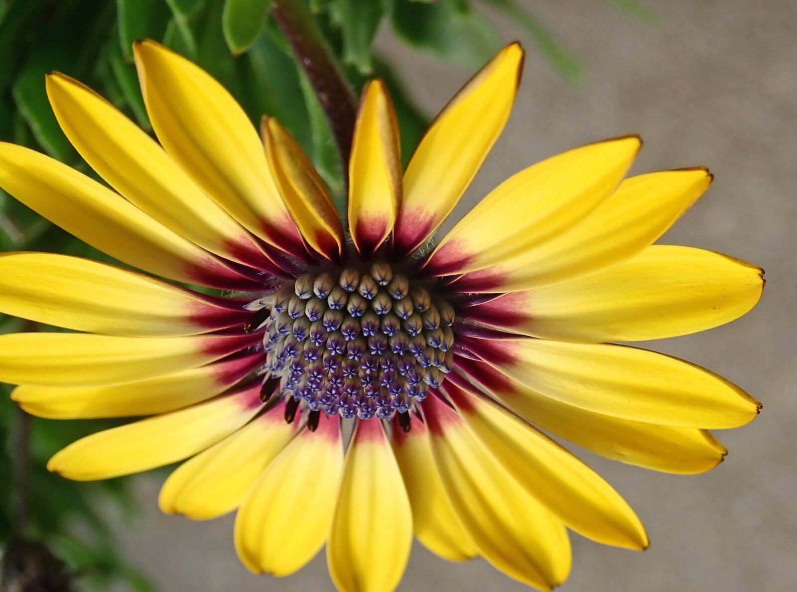 Olympus TG-5 sample photo. Flower, yellow, daisy photography