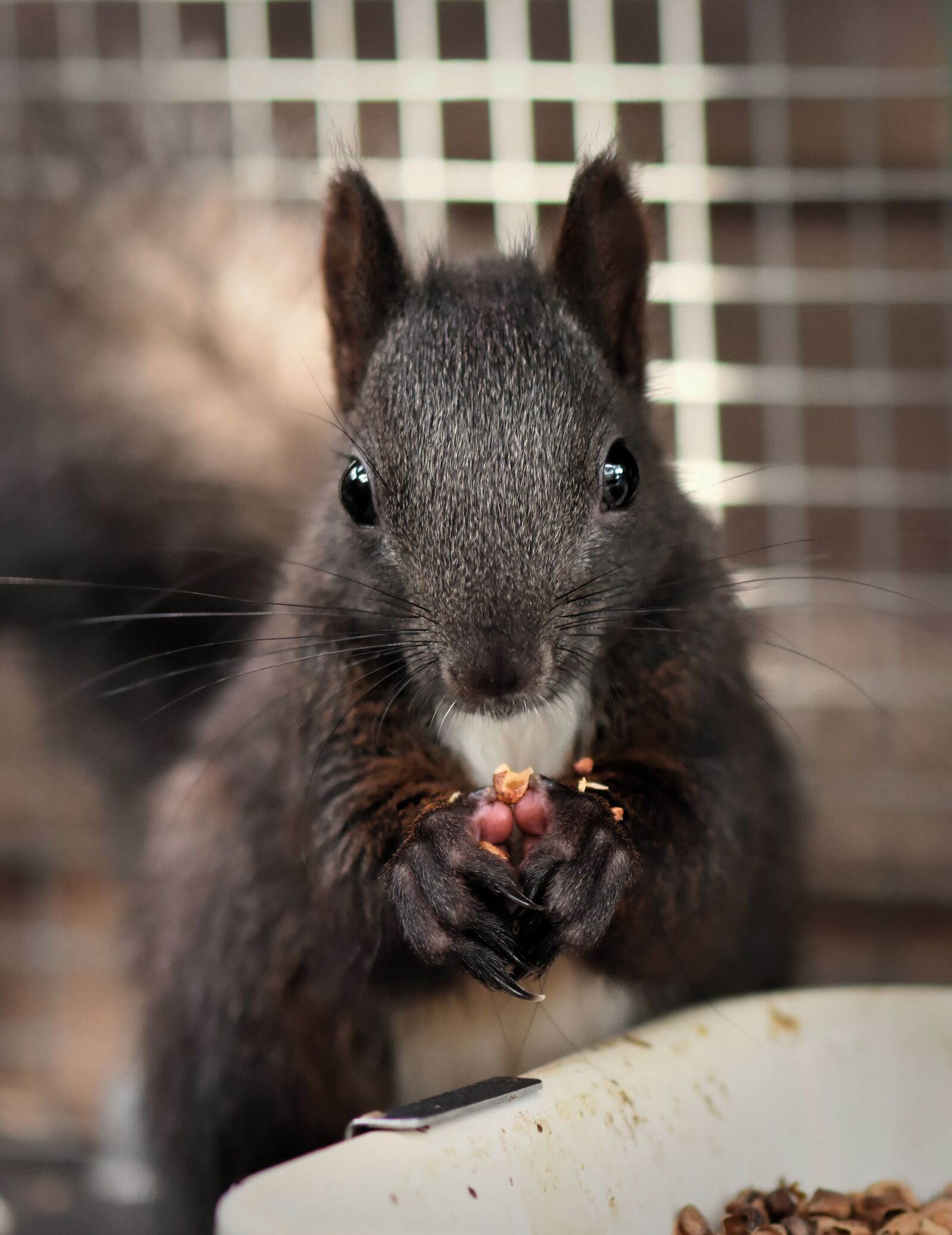 Nikon D7200 sample photo. Squirrel, food, young animal photography