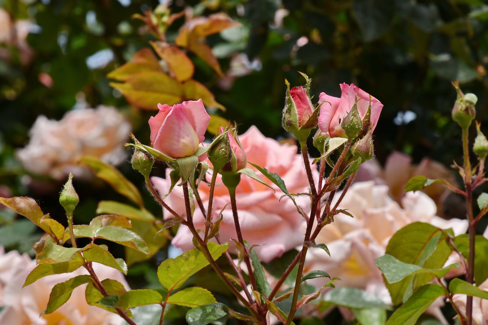 Nikon D5500 sample photo. Rose, bud, leaf, nature photography