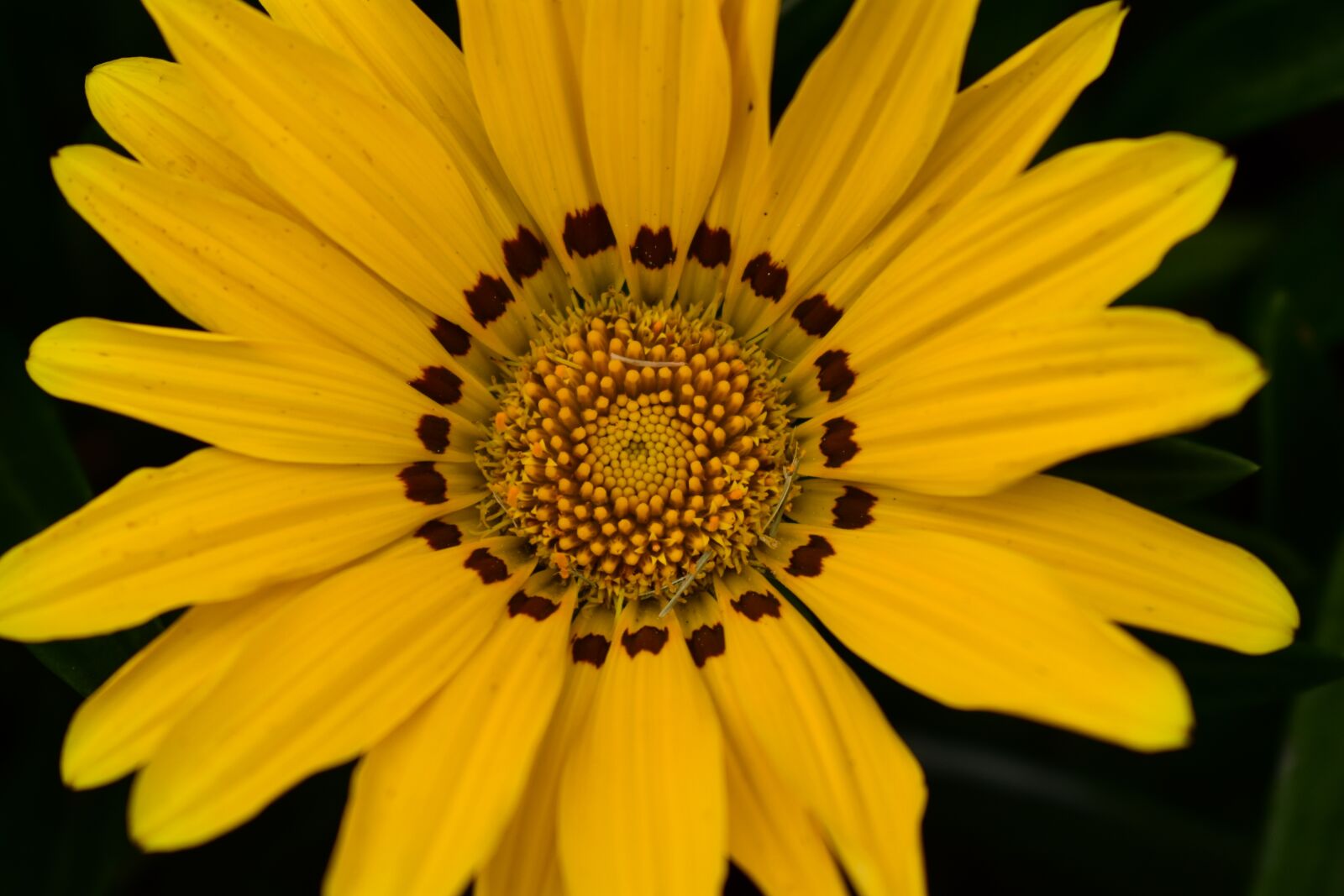 Nikon D3400 sample photo. Nature, flower, plant photography
