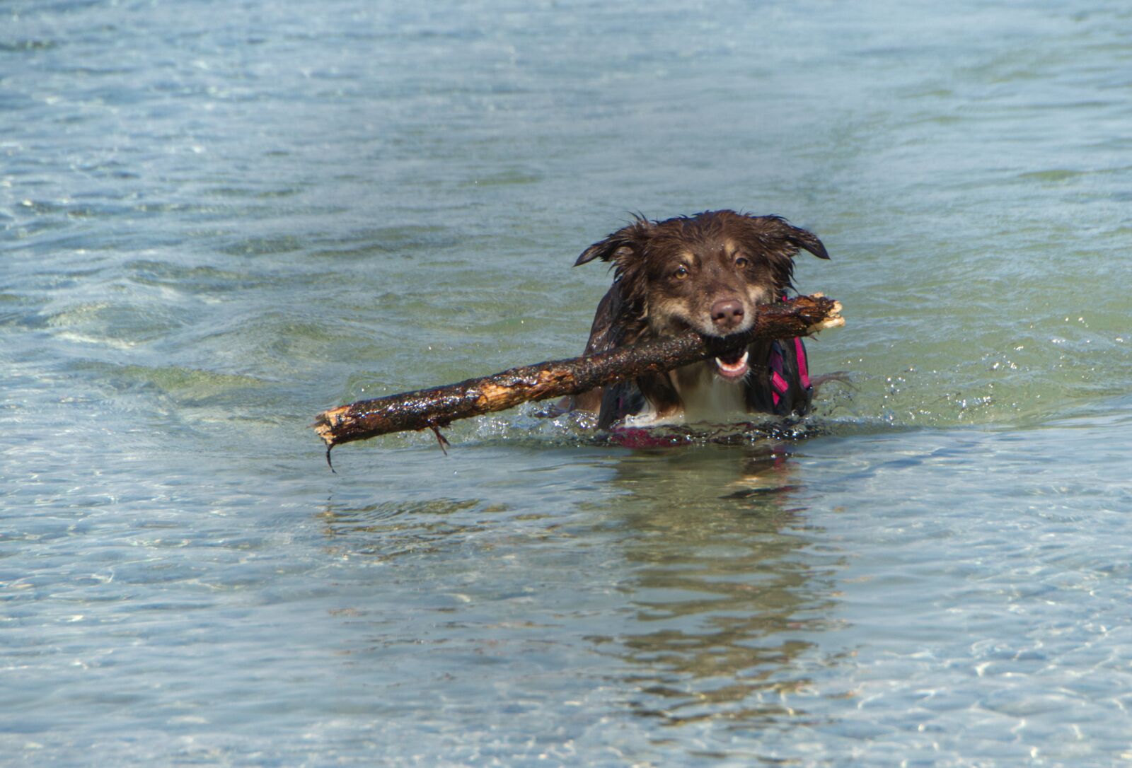 Nikon D5300 sample photo. Dog, water, aussie photography