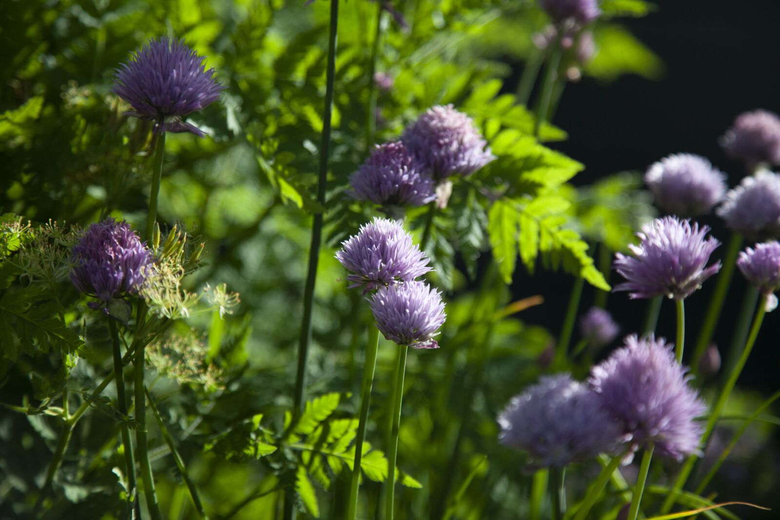 Canon EOS 5D Mark II sample photo. Chives, flowers, purple photography