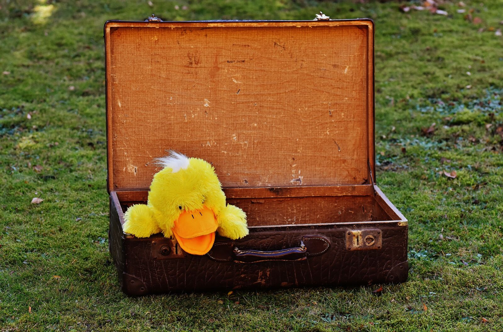 Nikon D7200 sample photo. Luggage, antique, duck photography