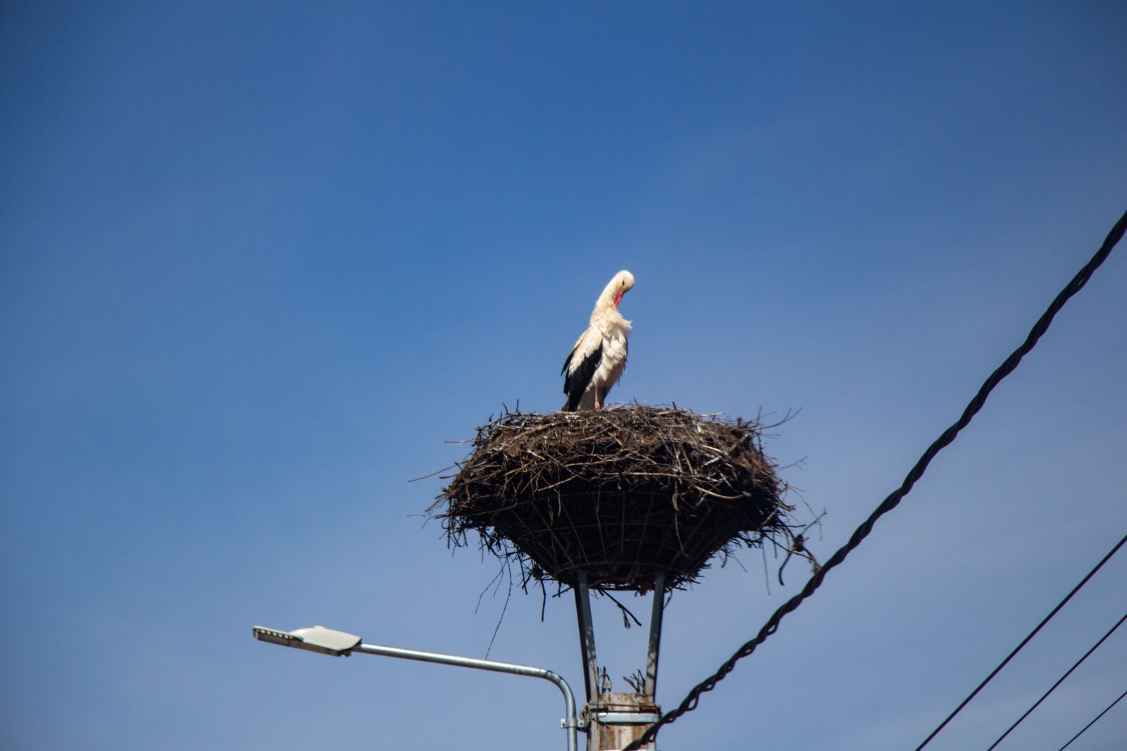 Canon EOS 100D (EOS Rebel SL1 / EOS Kiss X7) sample photo. Stork, bird, migratory bird photography