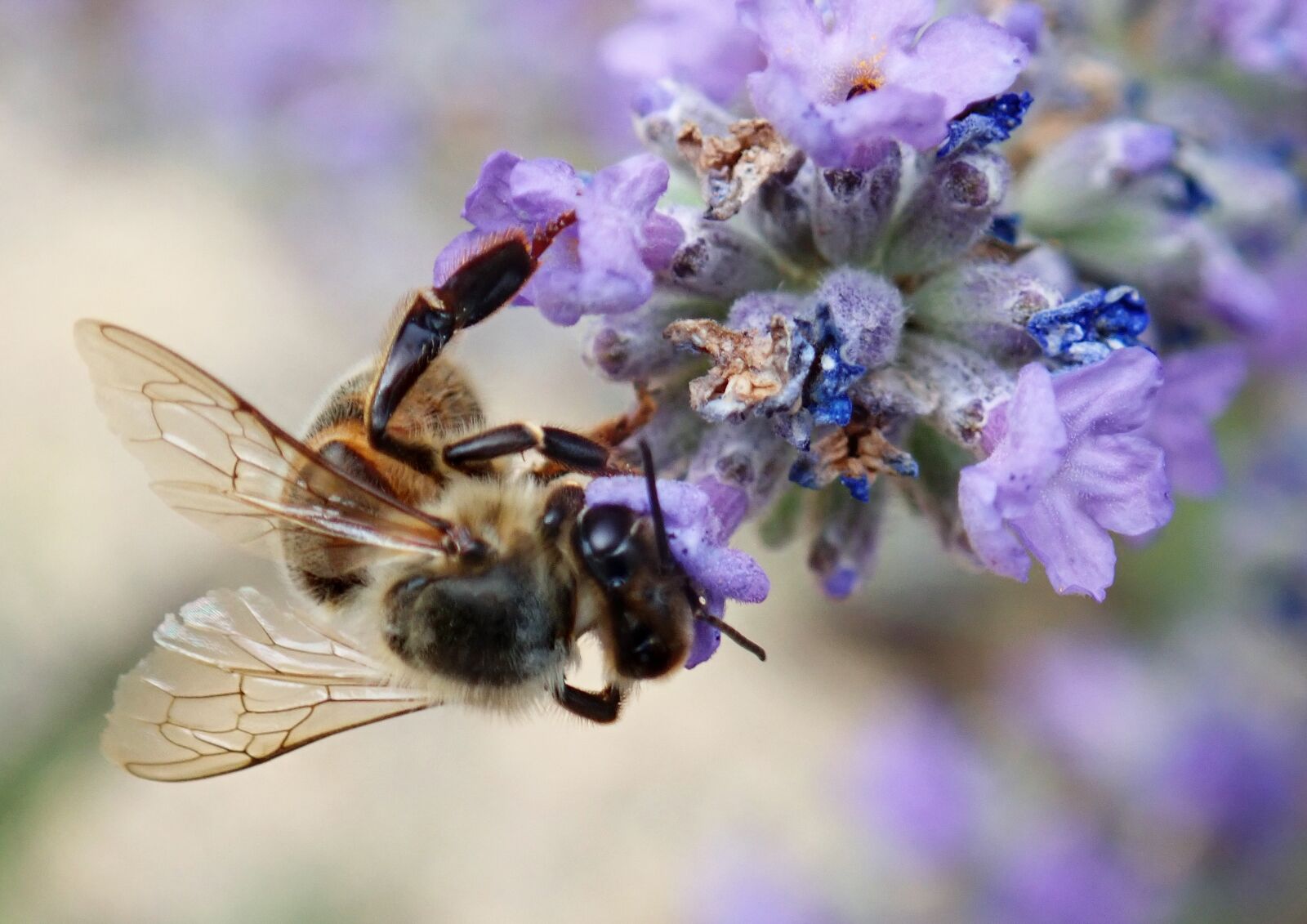 Olympus TG-5 sample photo. Insect, bee, flower photography