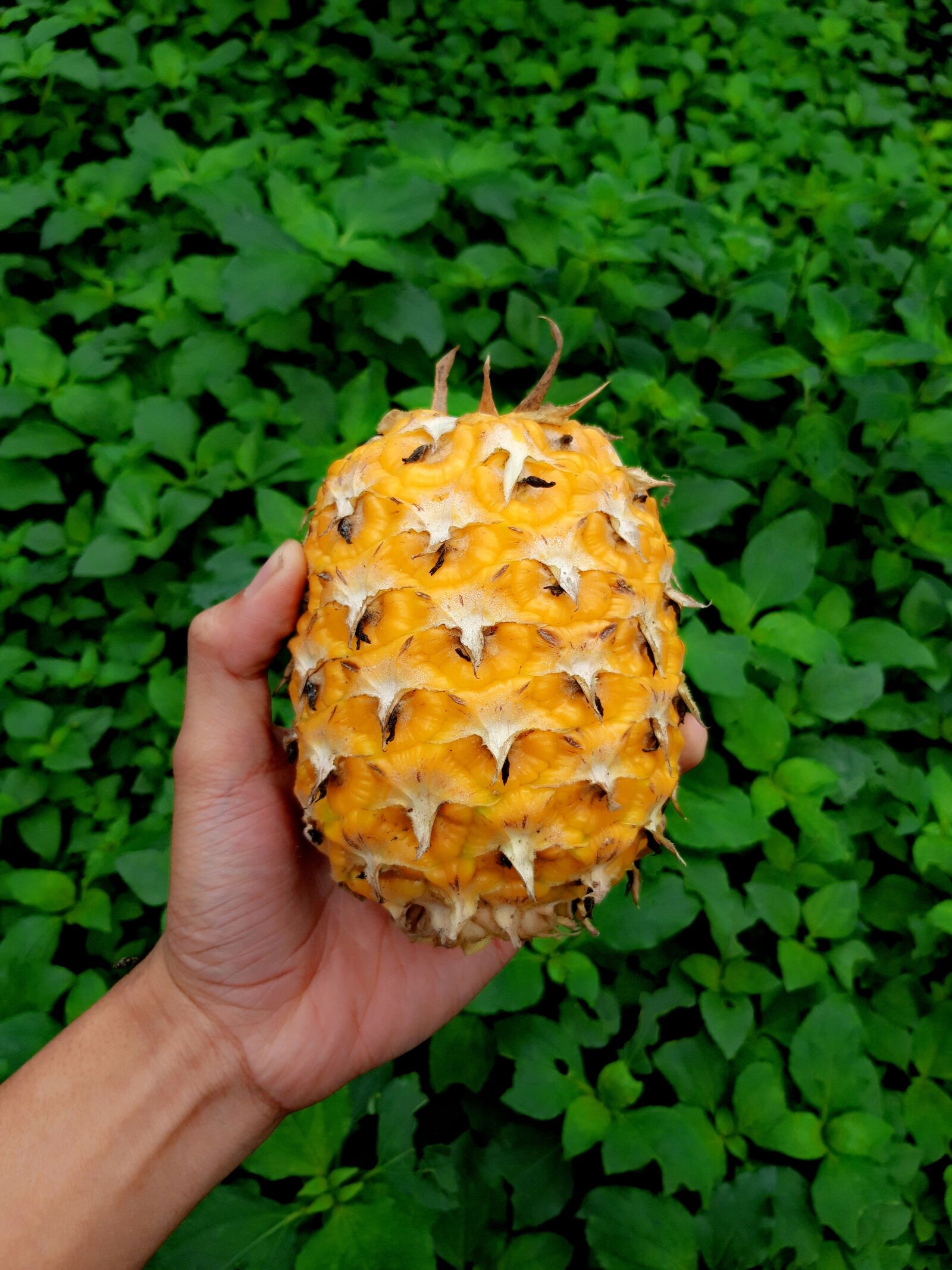 Samsung Galaxy A6 sample photo. Pineapple, fruits, green photography