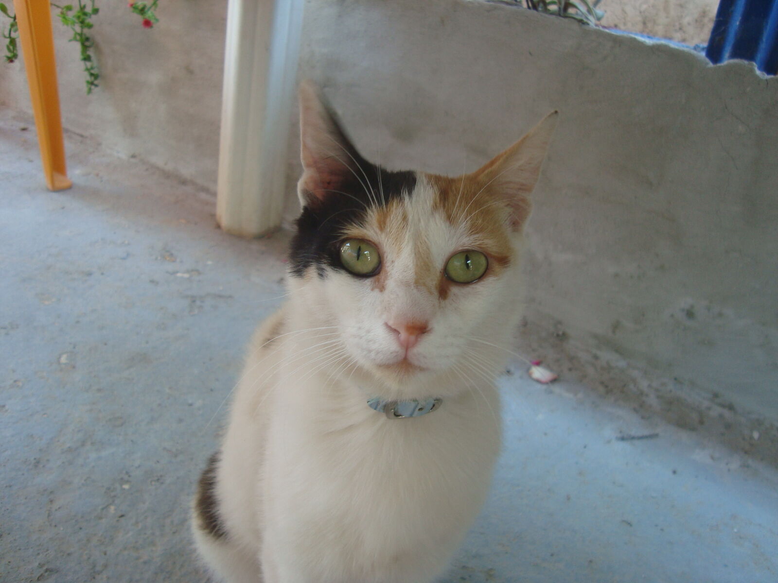 Sony Cyber-shot DSC-W120 sample photo. Animal, cat, eyes photography