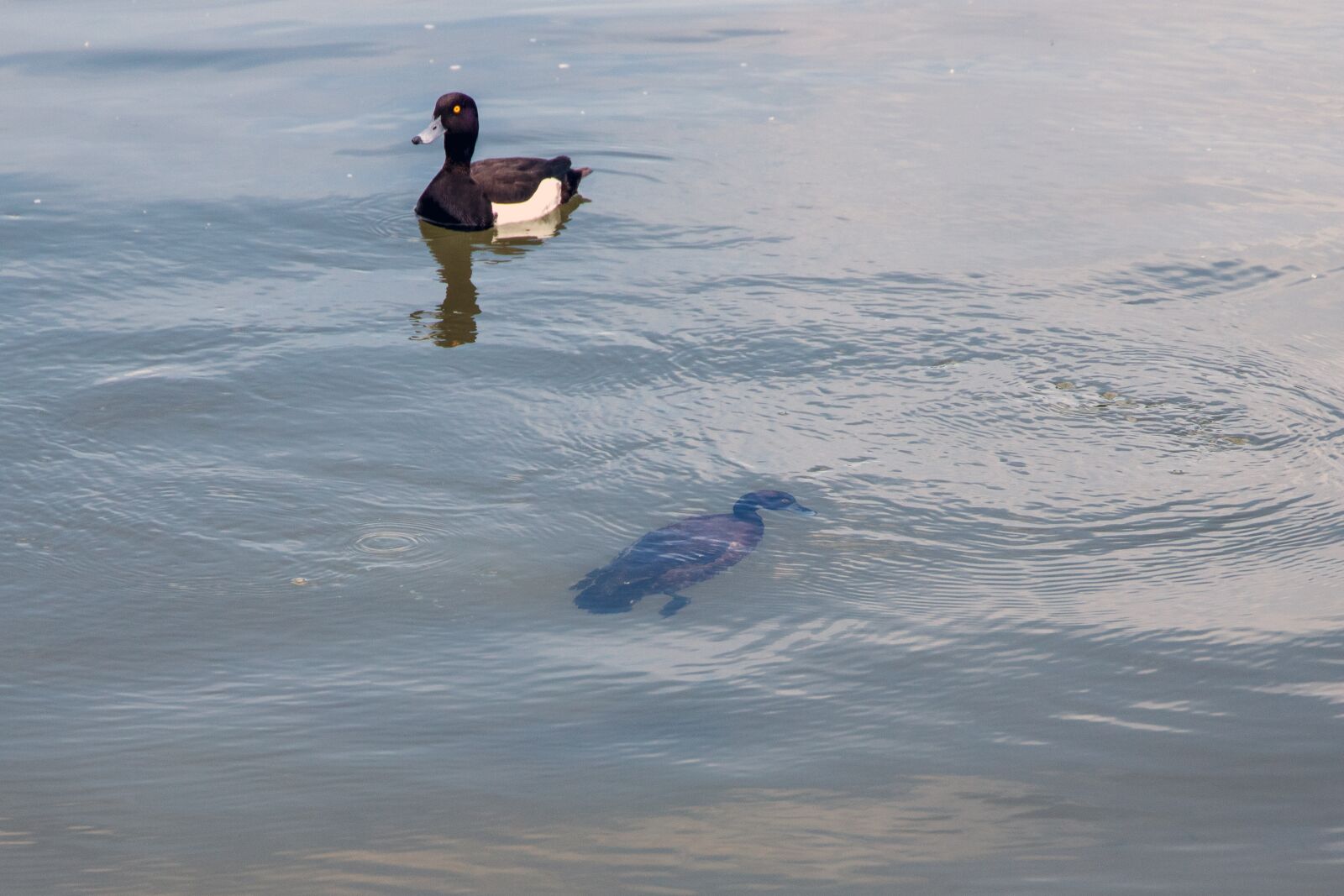 Canon EOS 6D Mark II sample photo. Duck, diving, water photography