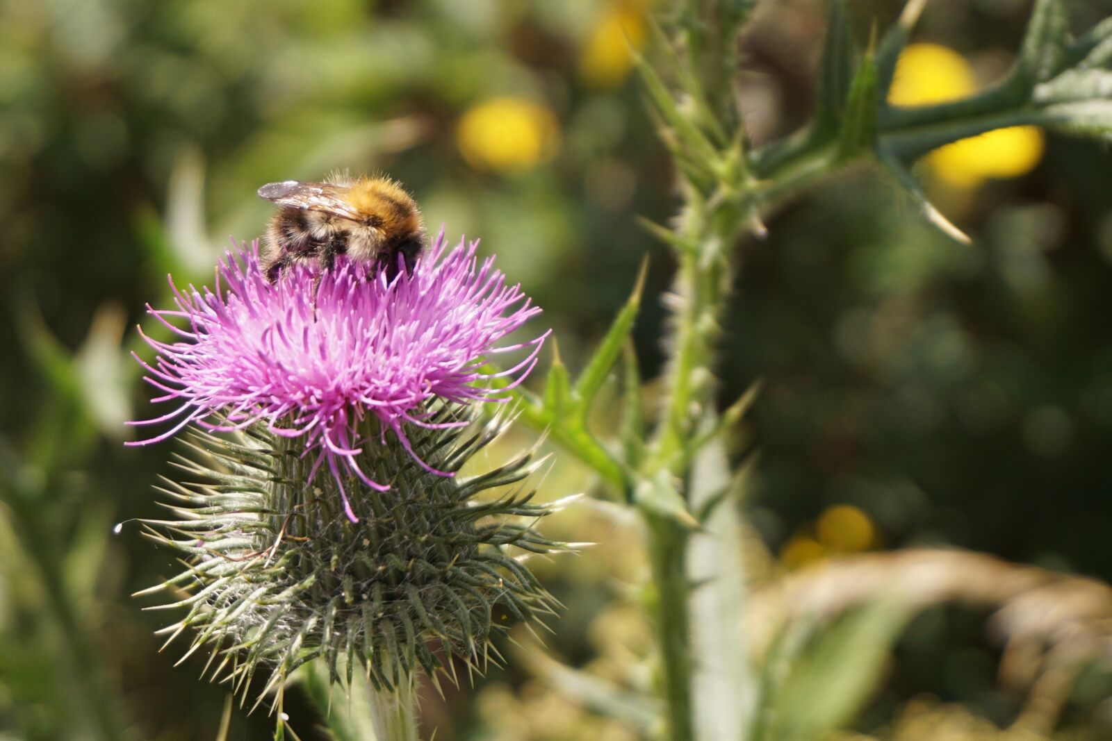 Sony a6000 sample photo. Flower, thistle, blossom photography