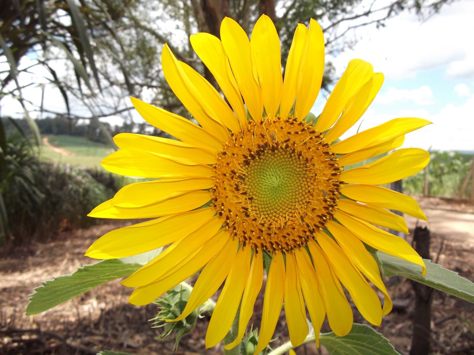 Fujifilm FinePix AV150 sample photo. Sunflower, yellow flower, flowers photography