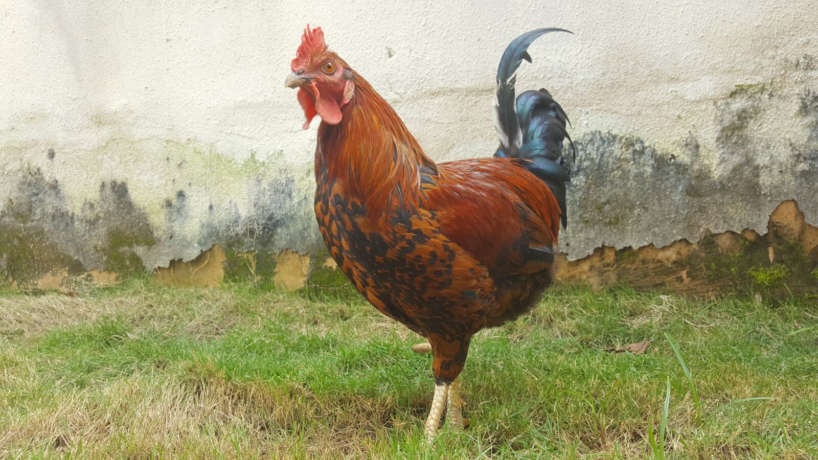 Samsung Galaxy Note5 sample photo. Chicken, rooster, fowl photography