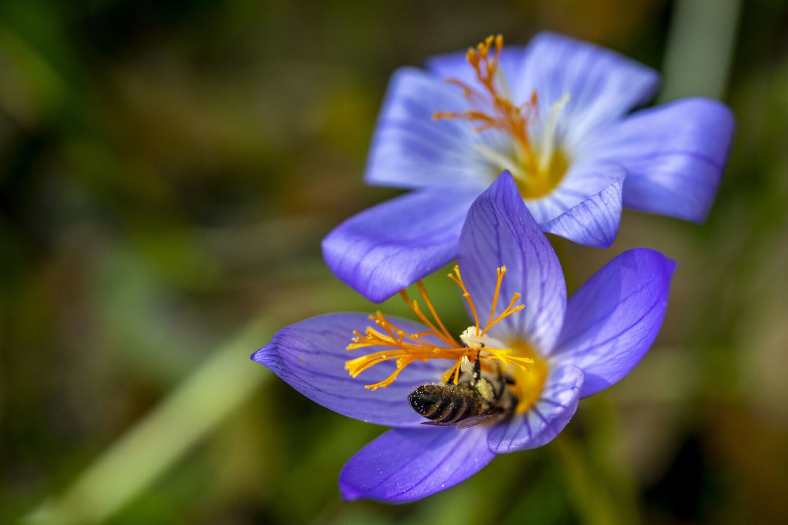 Sony a7 II sample photo. Bee, flower, fall photography