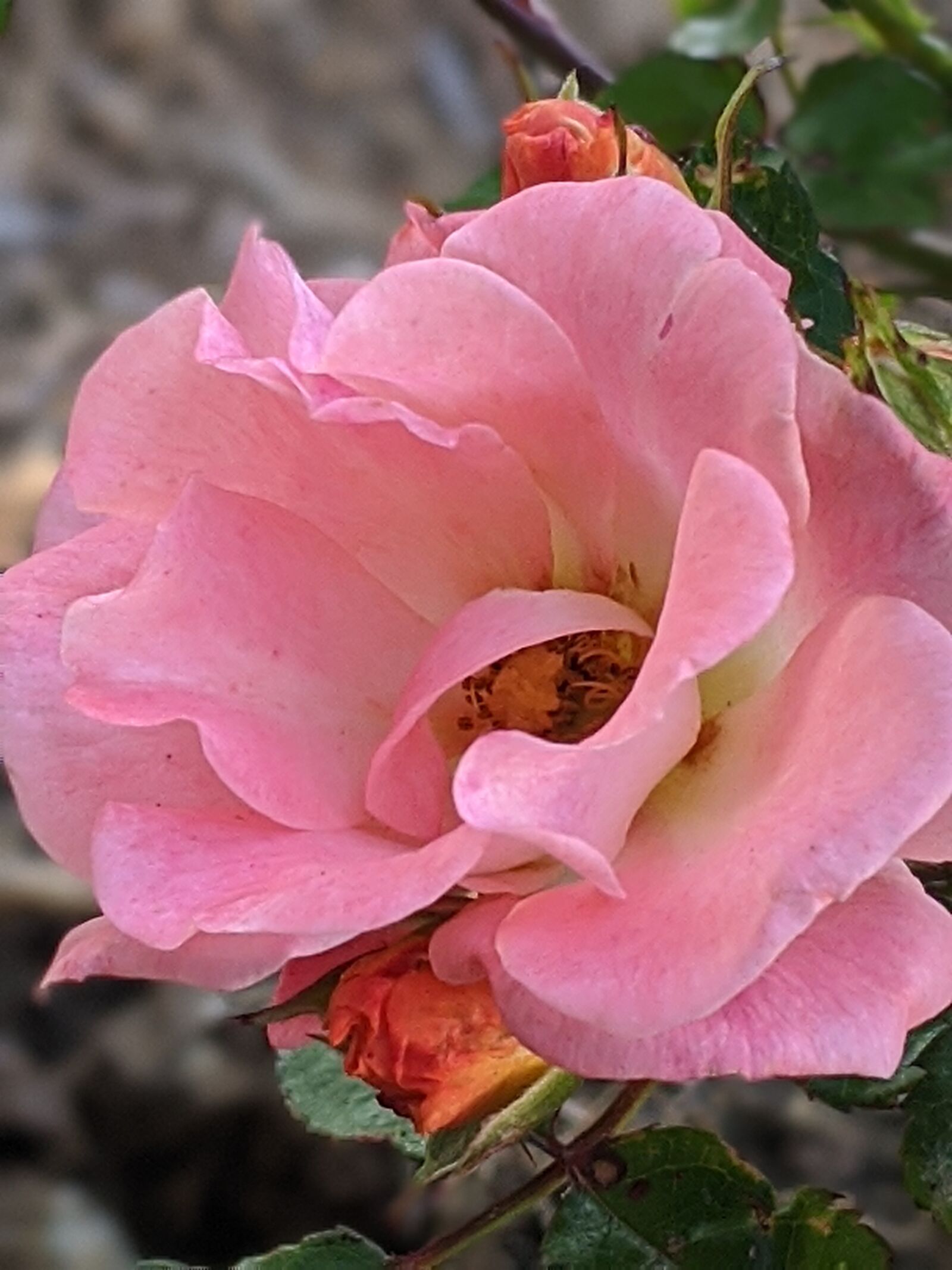 Google Pixel 3 XL sample photo. Rose, pink, bloom photography
