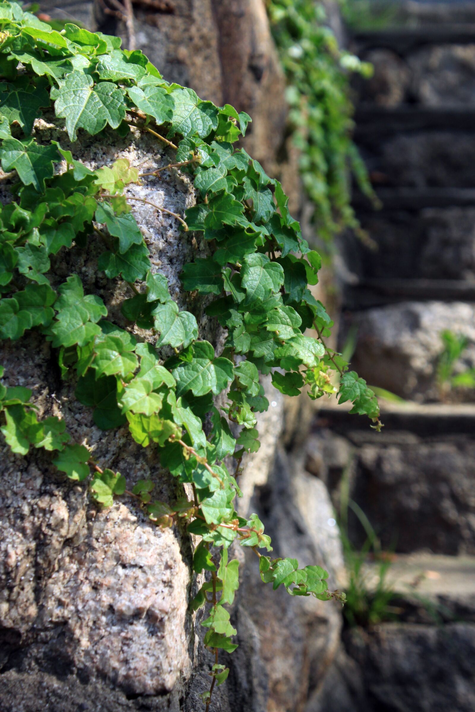 Canon EOS 50D sample photo. Vine, plants, green photography