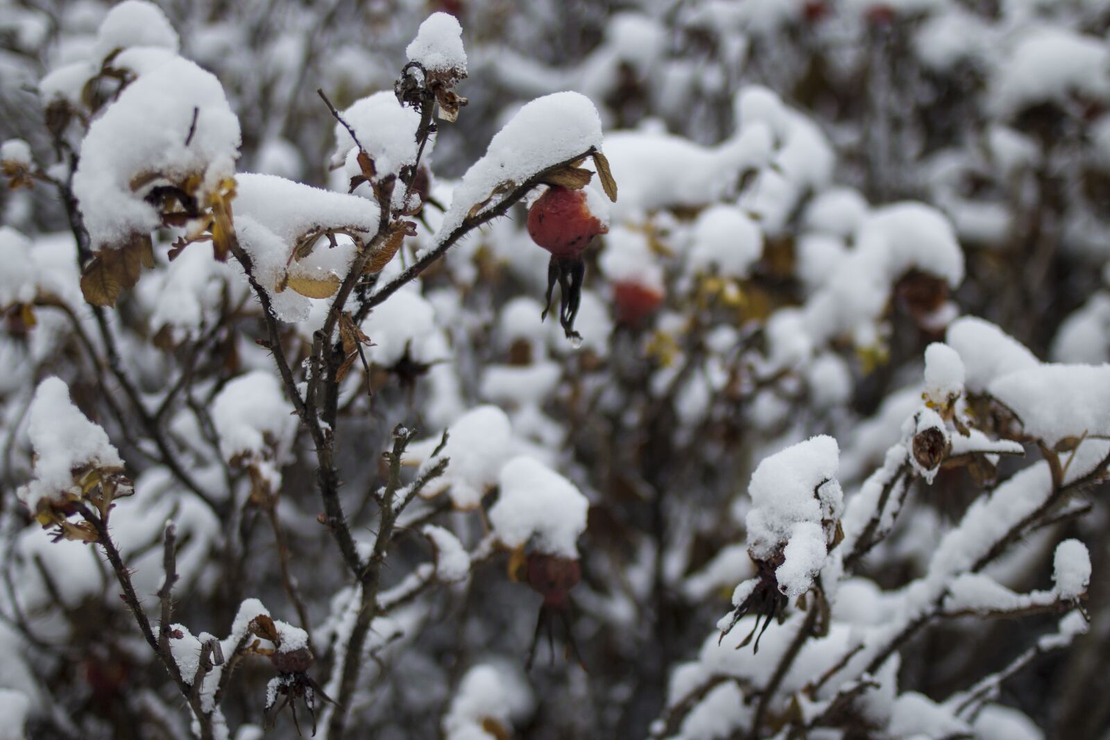 Canon EF 35mm F2 sample photo. Snow, winter, bush photography