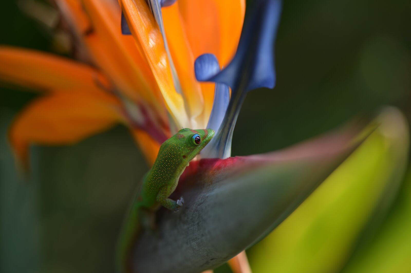 Nikon D4 sample photo. Gecko, bird of paradise photography