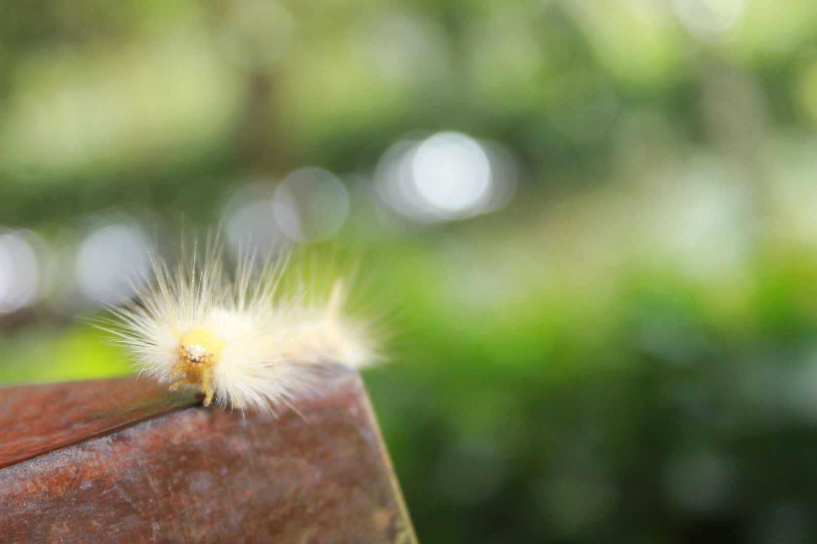 Canon EOS 1100D (EOS Rebel T3 / EOS Kiss X50) sample photo. Caterpillar, animal, nature photography