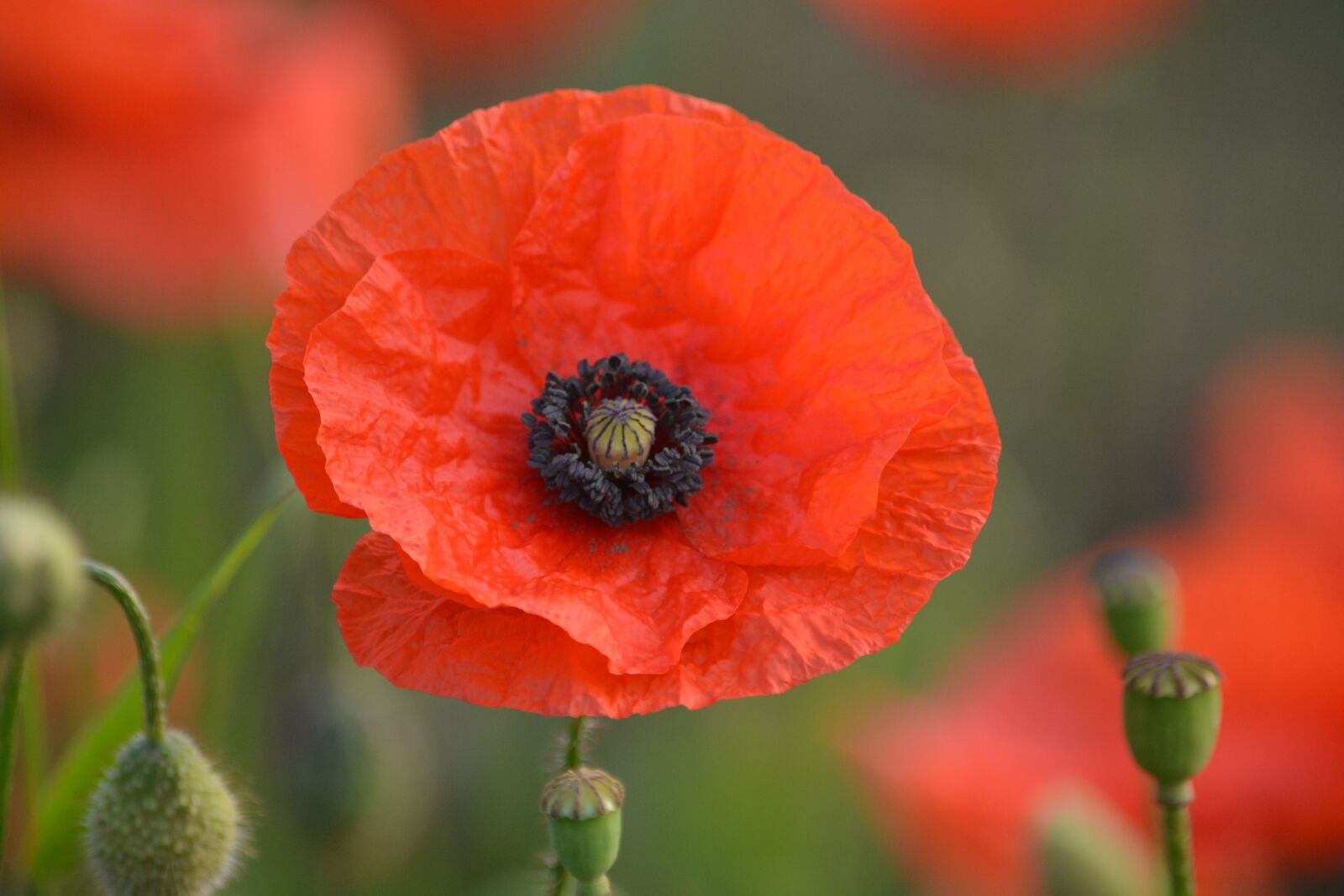 Nikon D5200 sample photo. Flower, poppy, spring photography