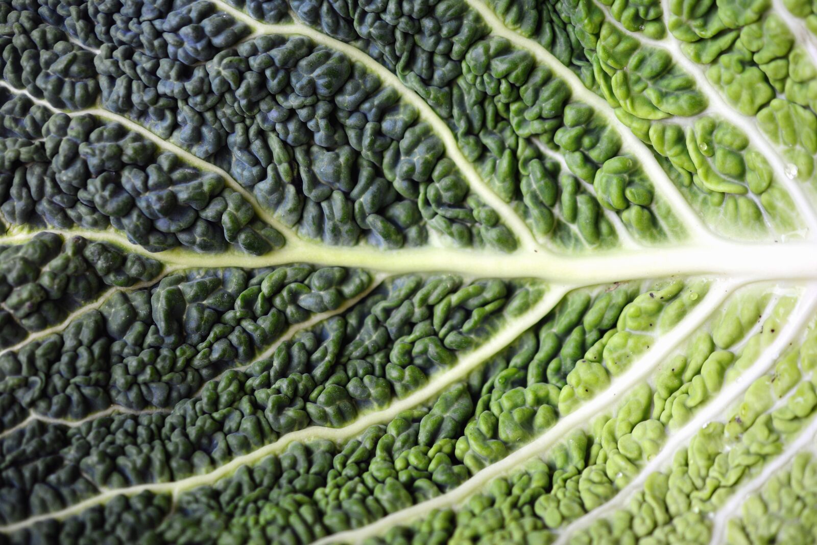 Nikon D5200 sample photo. Leaf, broccoli, food, plant photography