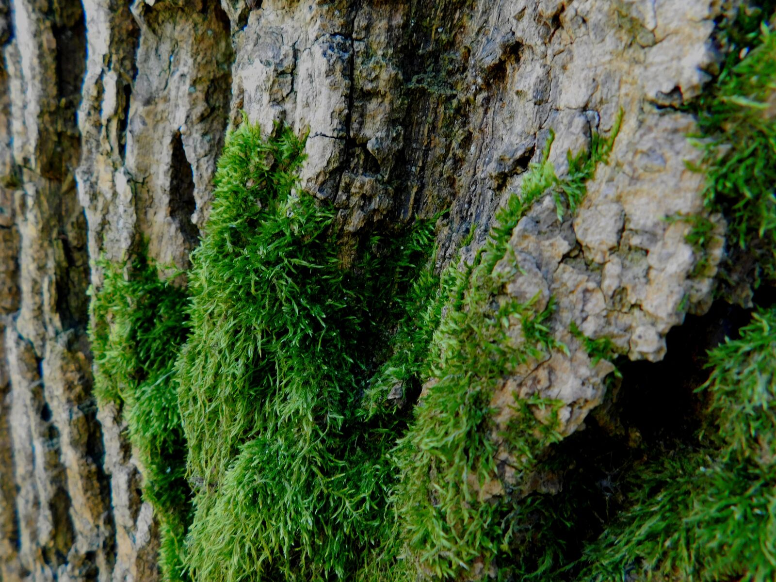 Nikon Coolpix L840 sample photo. Moss, tree, tribe photography