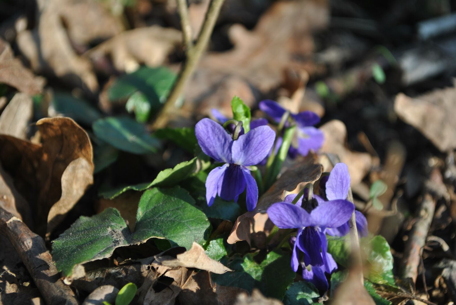 Nikon D3000 sample photo. Violet, spring, nature photography