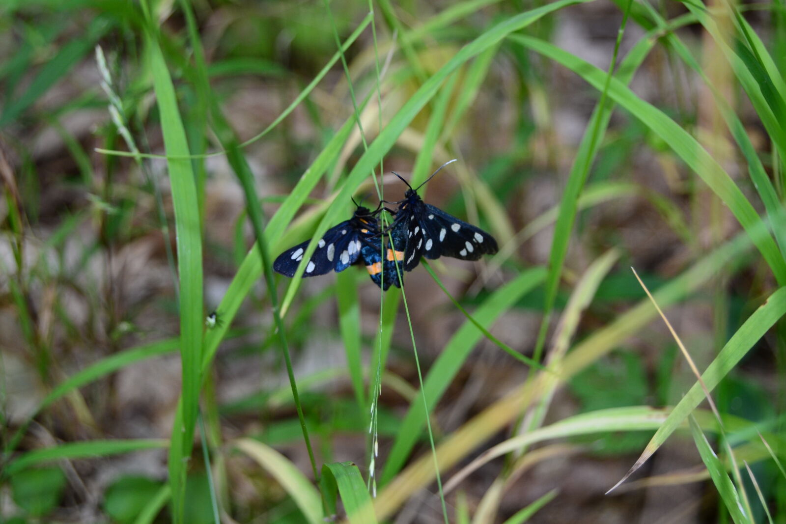 Nikon D3100 sample photo. Butterflies, macro photography