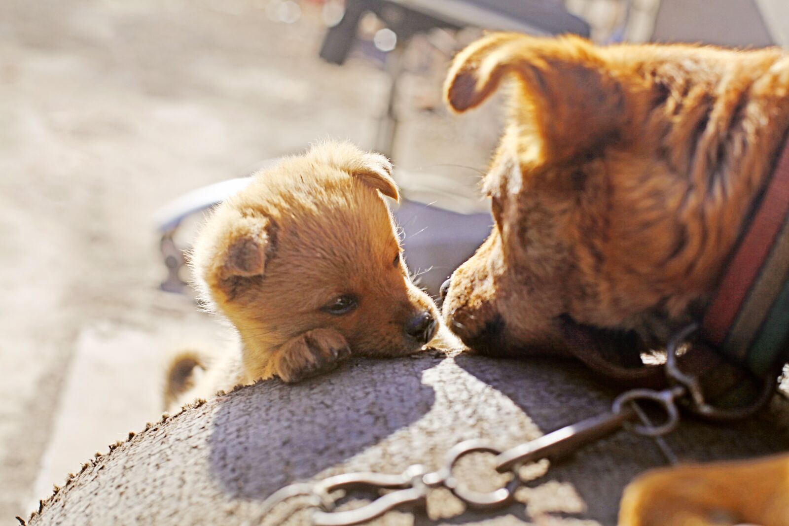 Canon EOS 5D Mark II sample photo. Paternity, dog, pets photography
