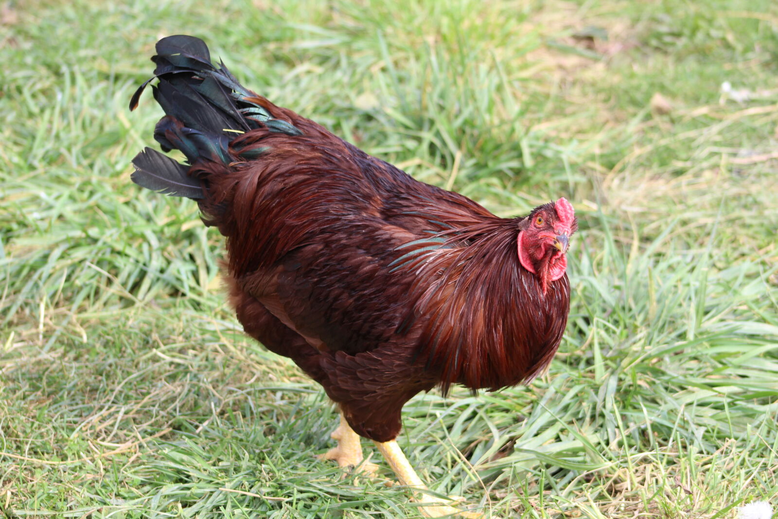 Canon EF 75-300mm f/4-5.6 sample photo. Bird, chicken, farm, hen photography