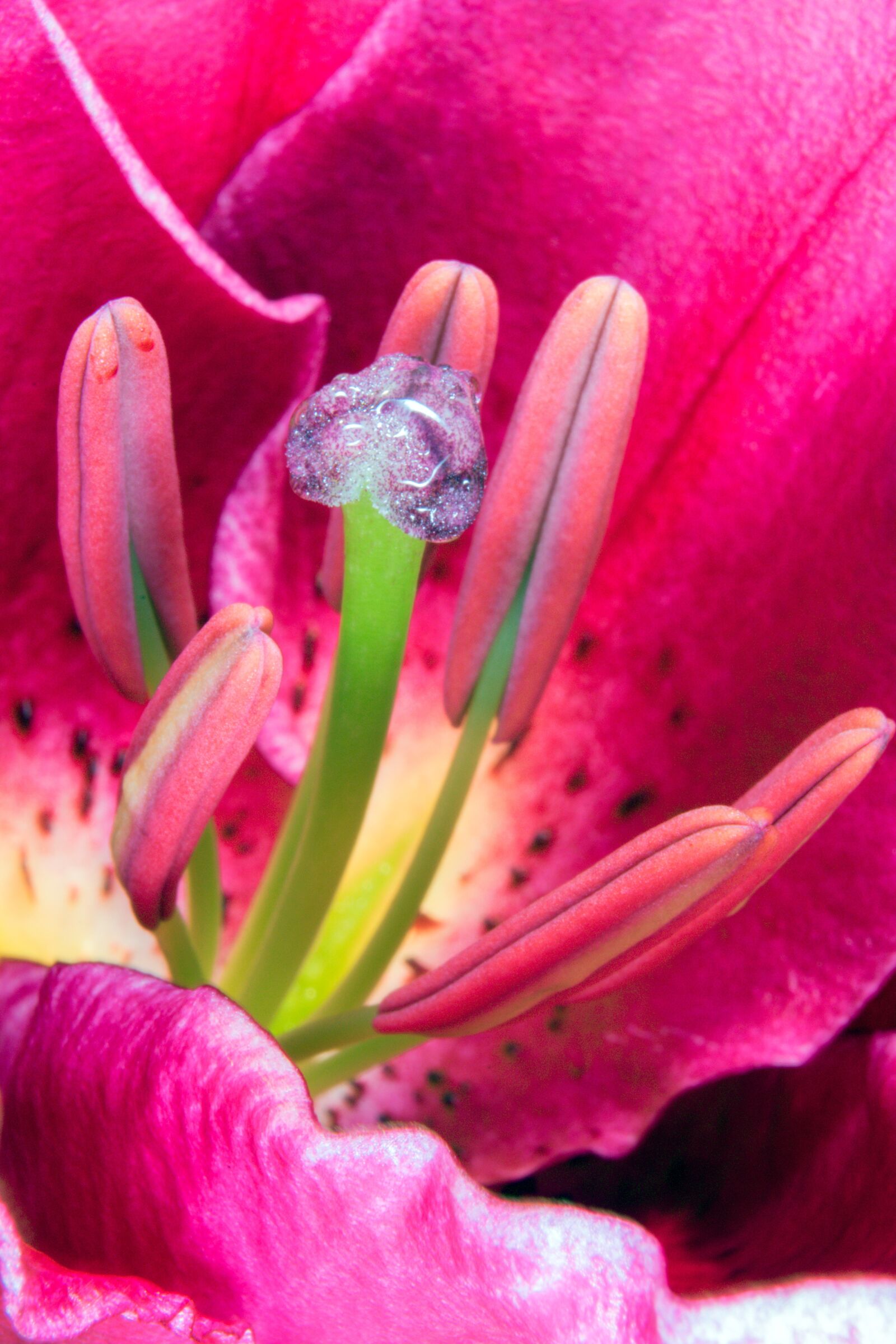 Nikon D5300 sample photo. Lily, stamens, blossom photography