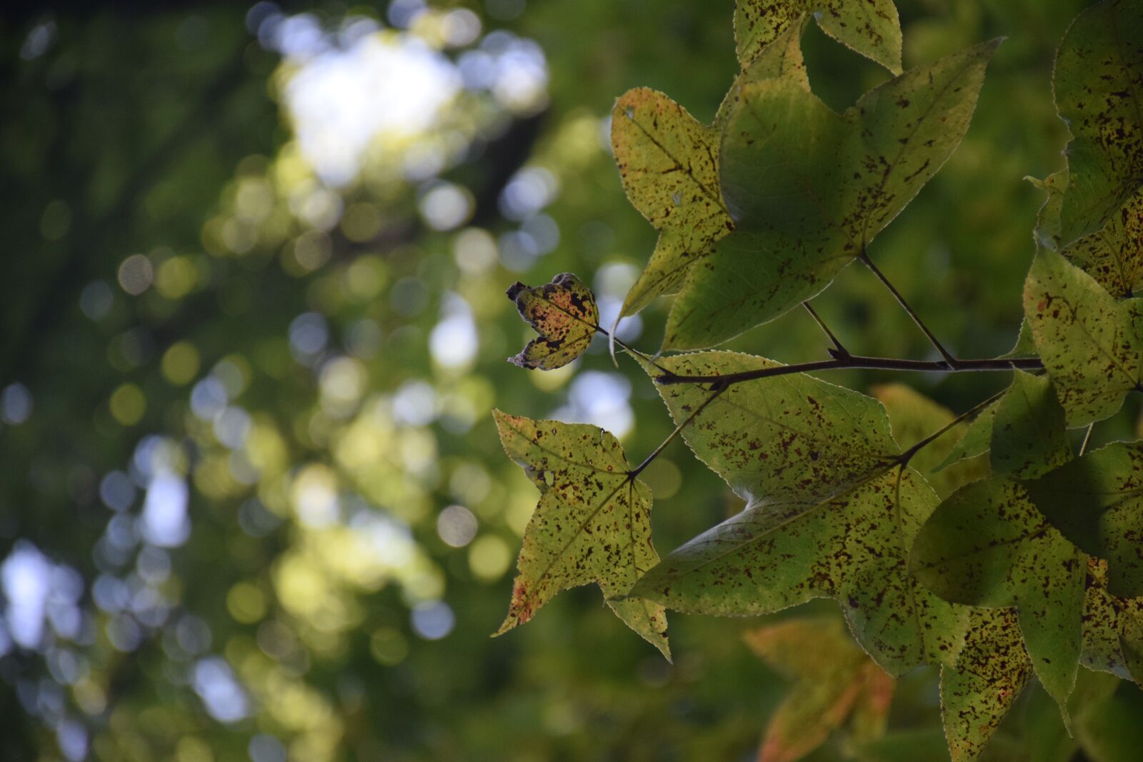 Nikon D5300 sample photo. Autumn, leaf, early autumn photography