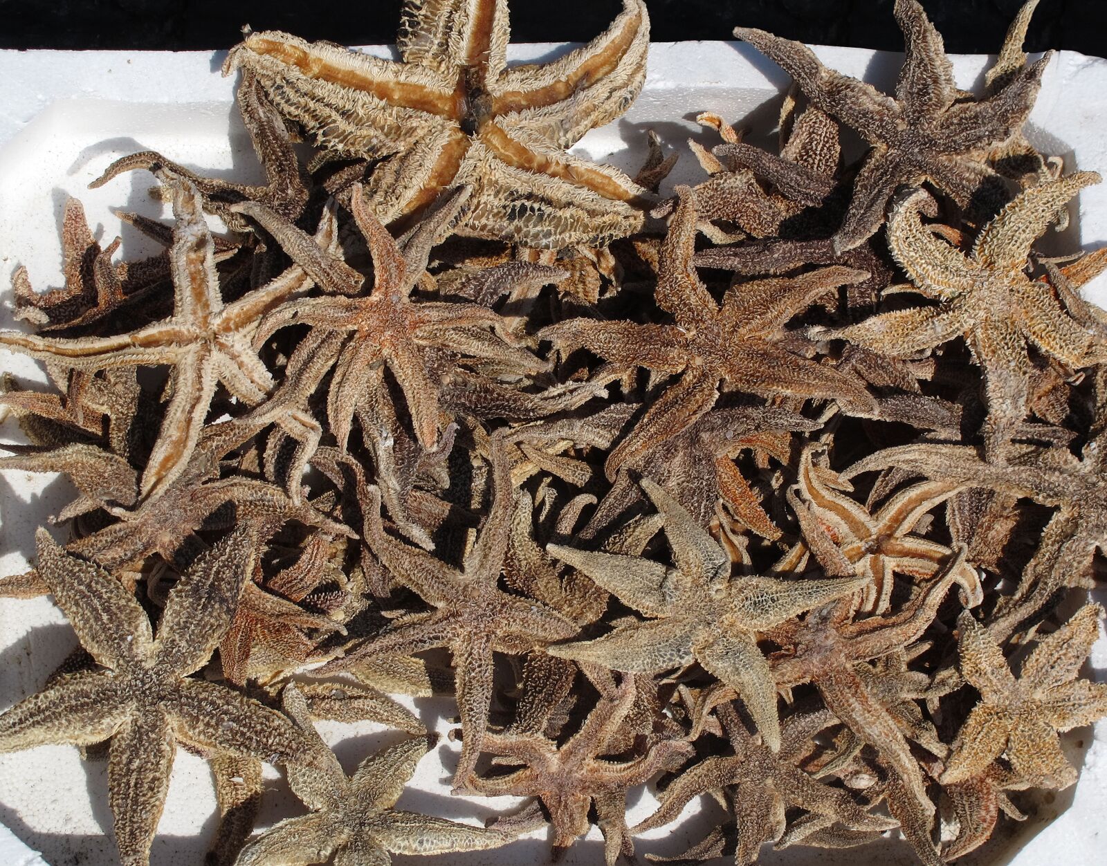 Canon PowerShot G12 sample photo. Starfish, seafood, freshly caught photography