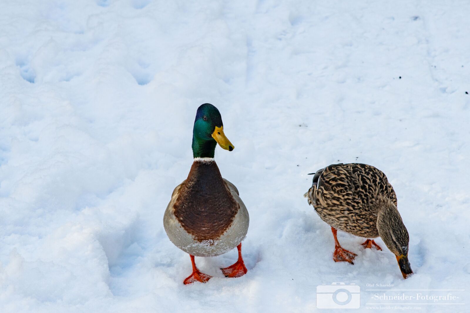Nikon D850 sample photo. Winter in berlin- rudow photography