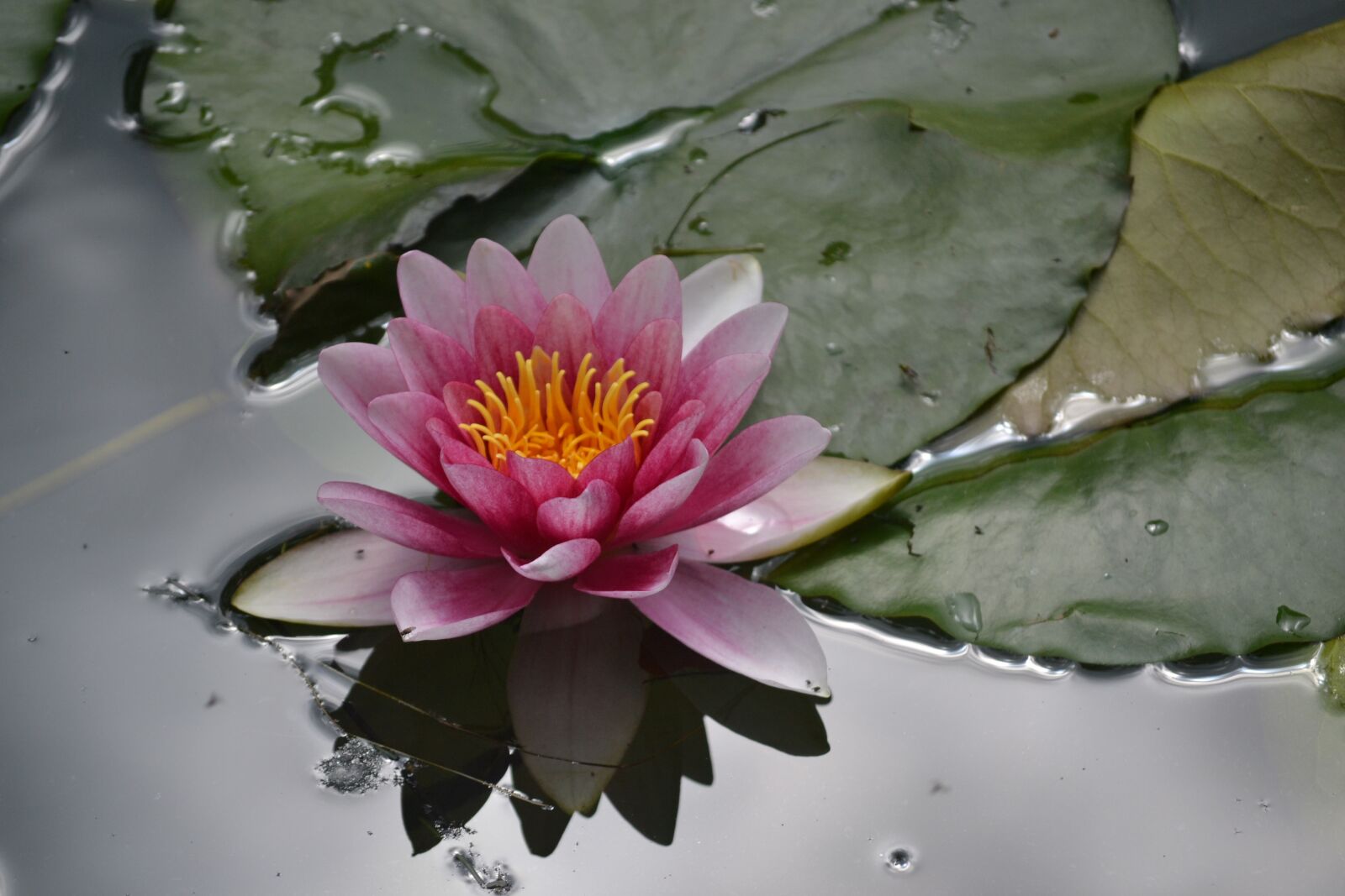 Nikon D3100 sample photo. Waterlily, flower, water photography