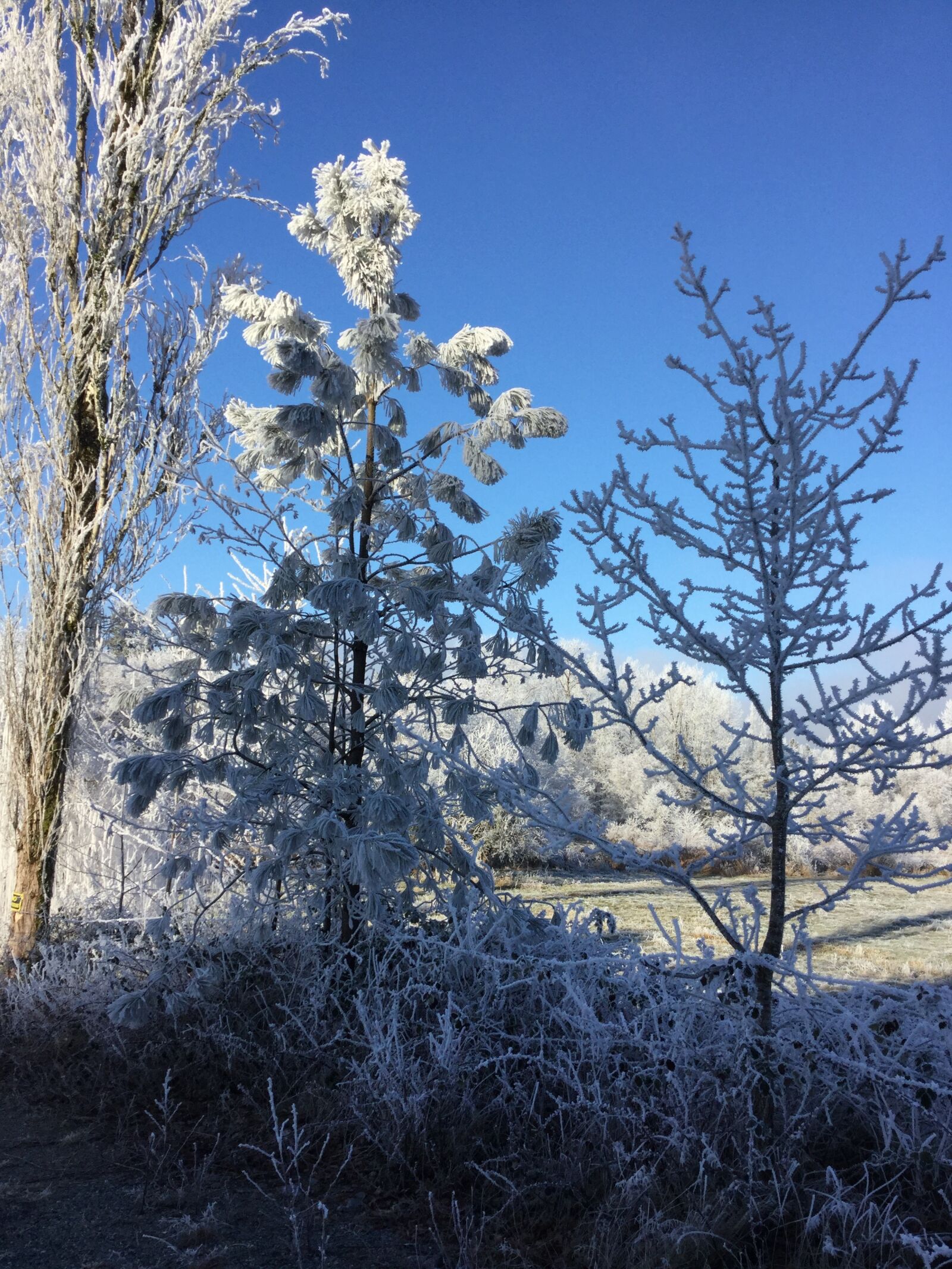 Apple iPad Air 2 sample photo. Frozen, trees, 3 photography